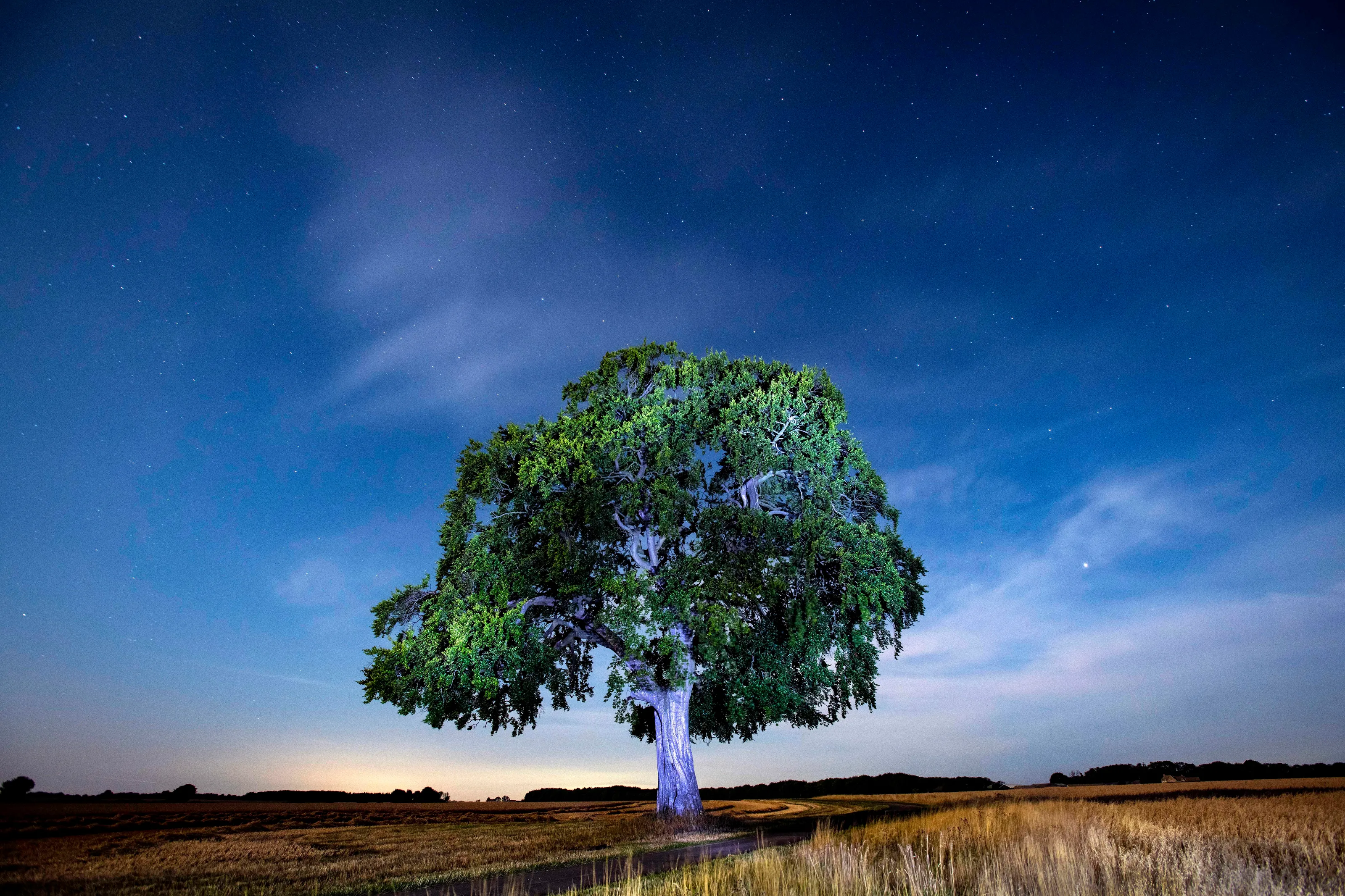 Midnight Tree