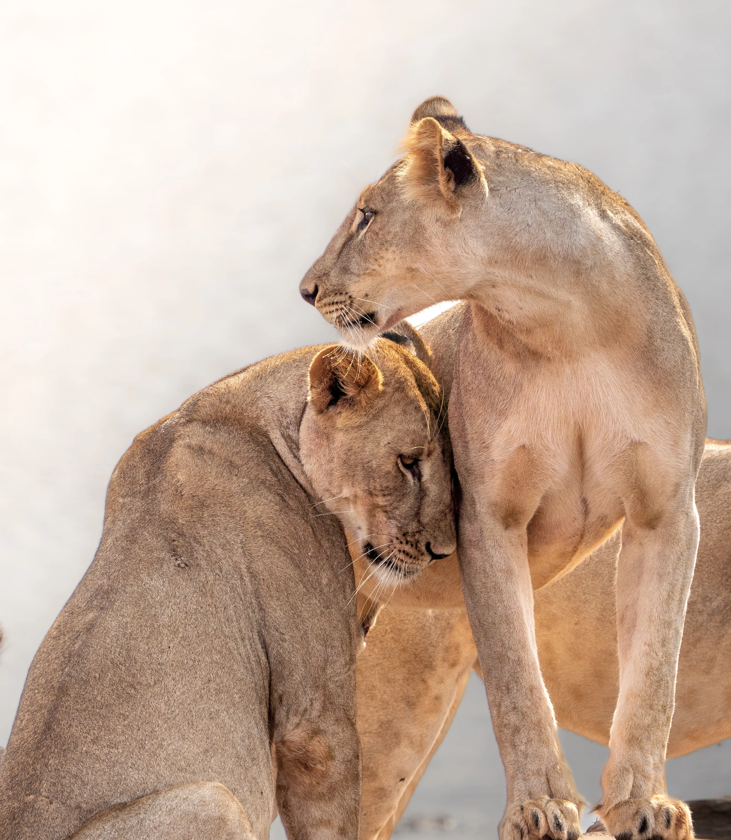 Tender bonds