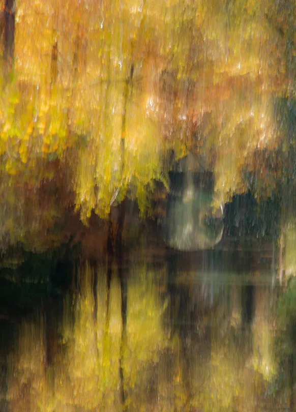 Autumnal Abstract