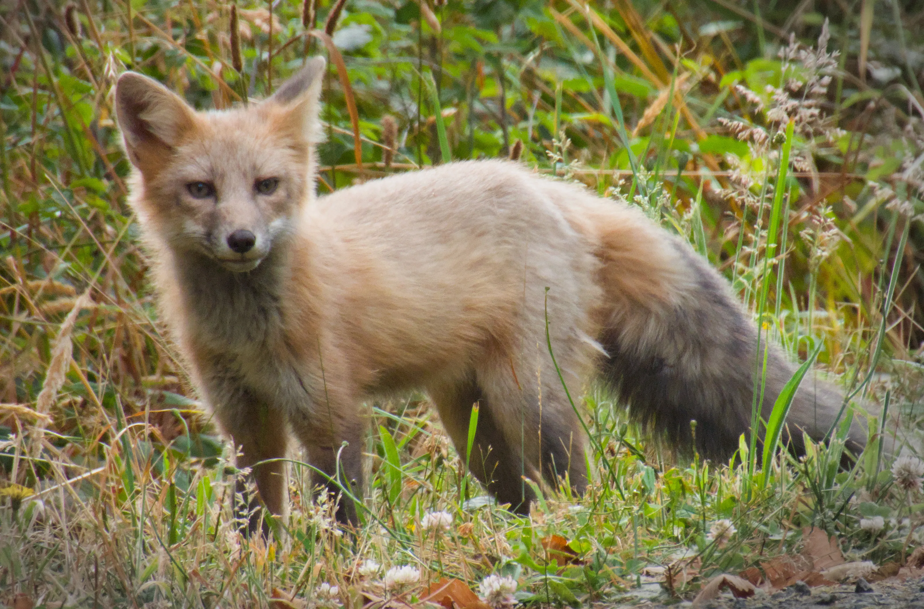 Red Fox Portrait