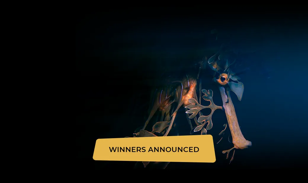 PA2F26 Square Ad-WINNERS