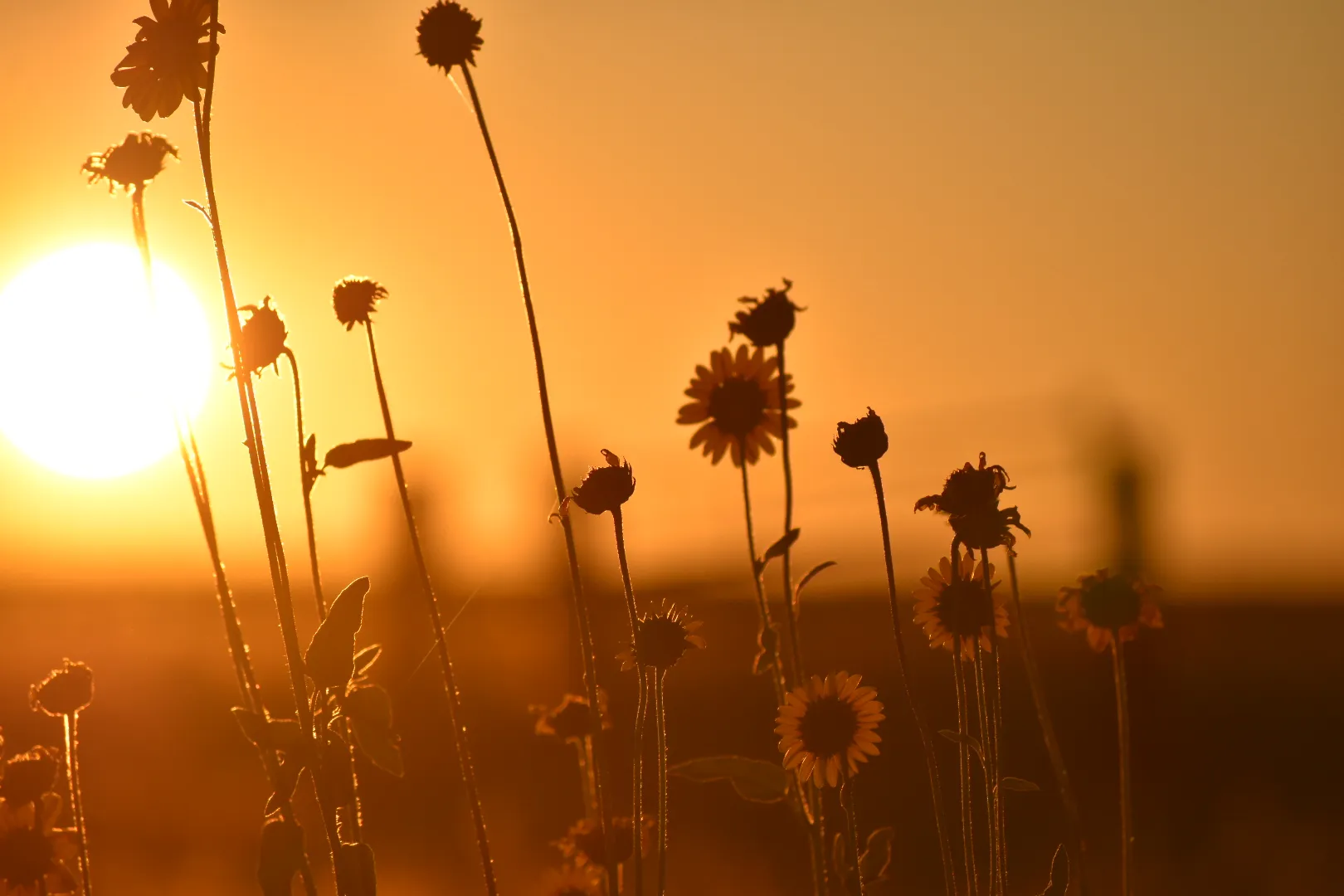 Flower sunrise
