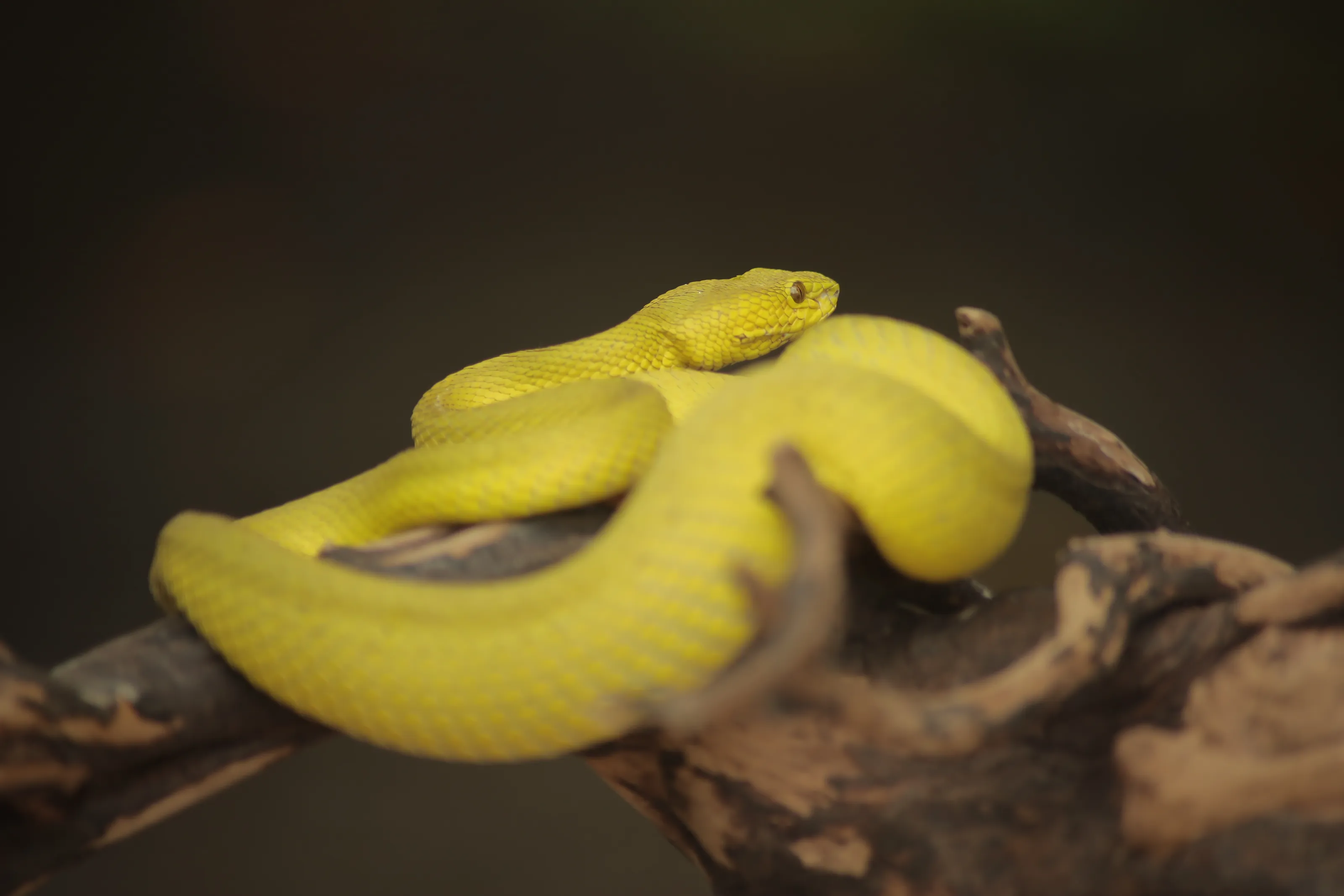Yellow Snake