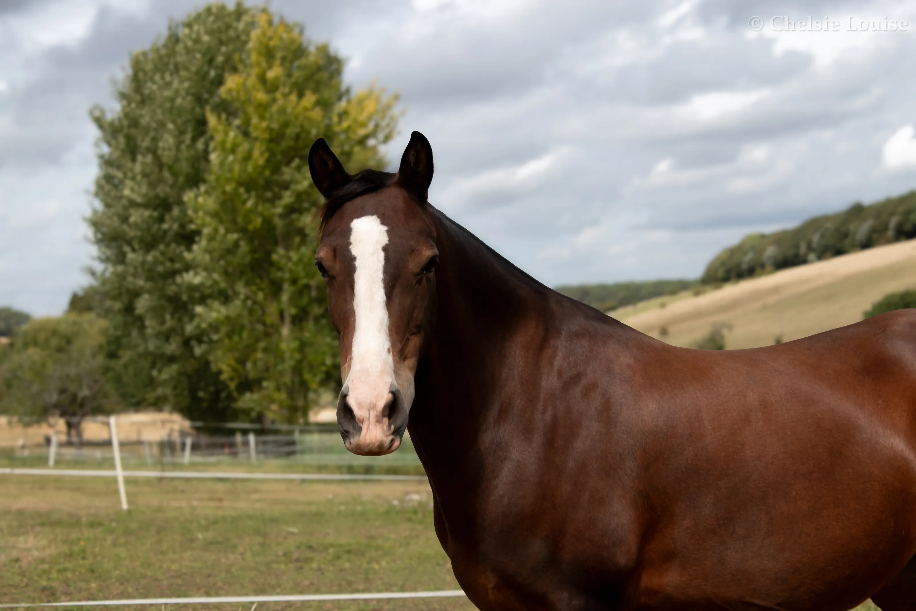 The Brown Pony