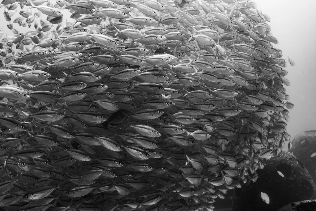 Phuket: Large Schools of Fish on Artificial Reef