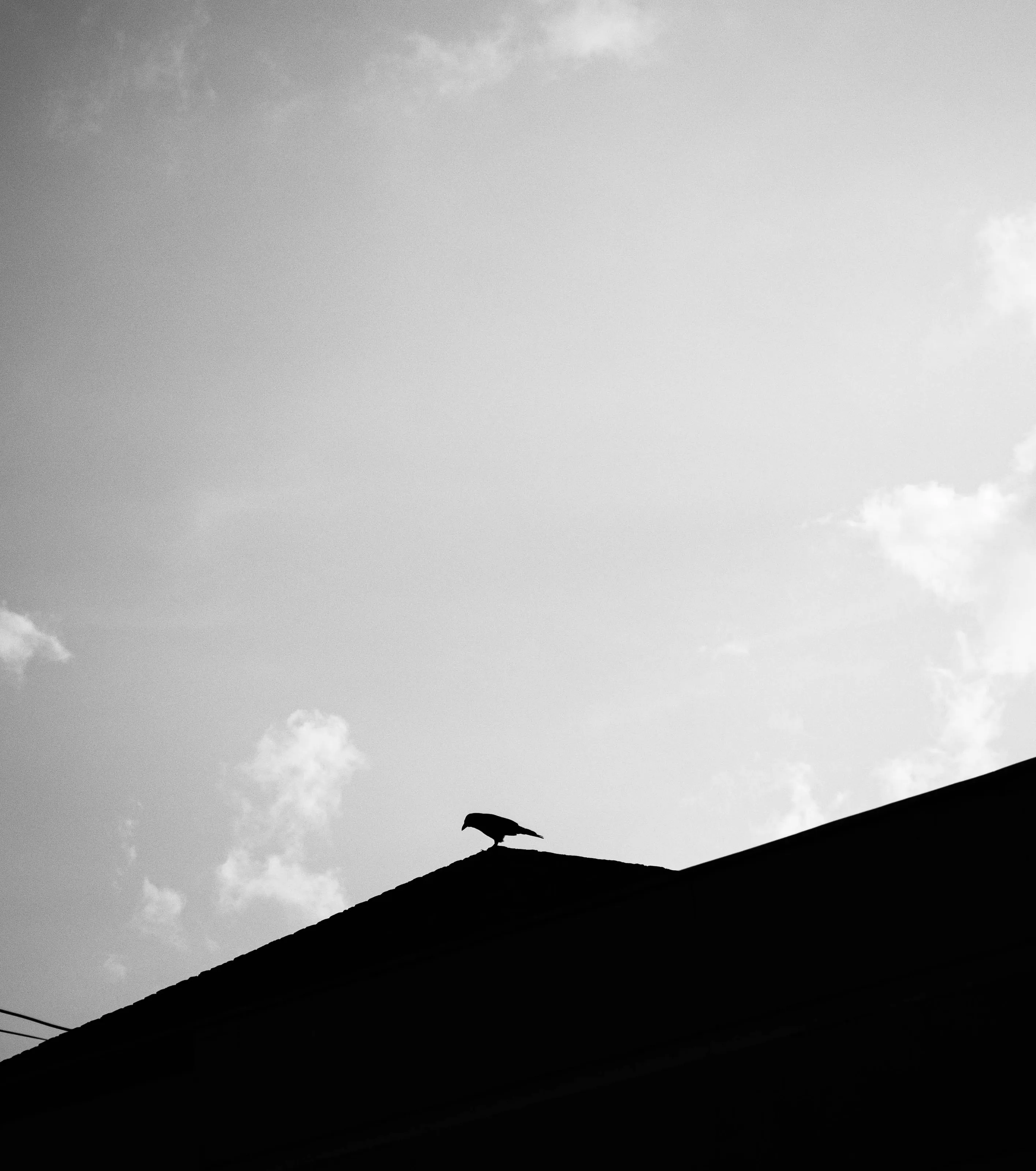 Solitude on the Rooftop