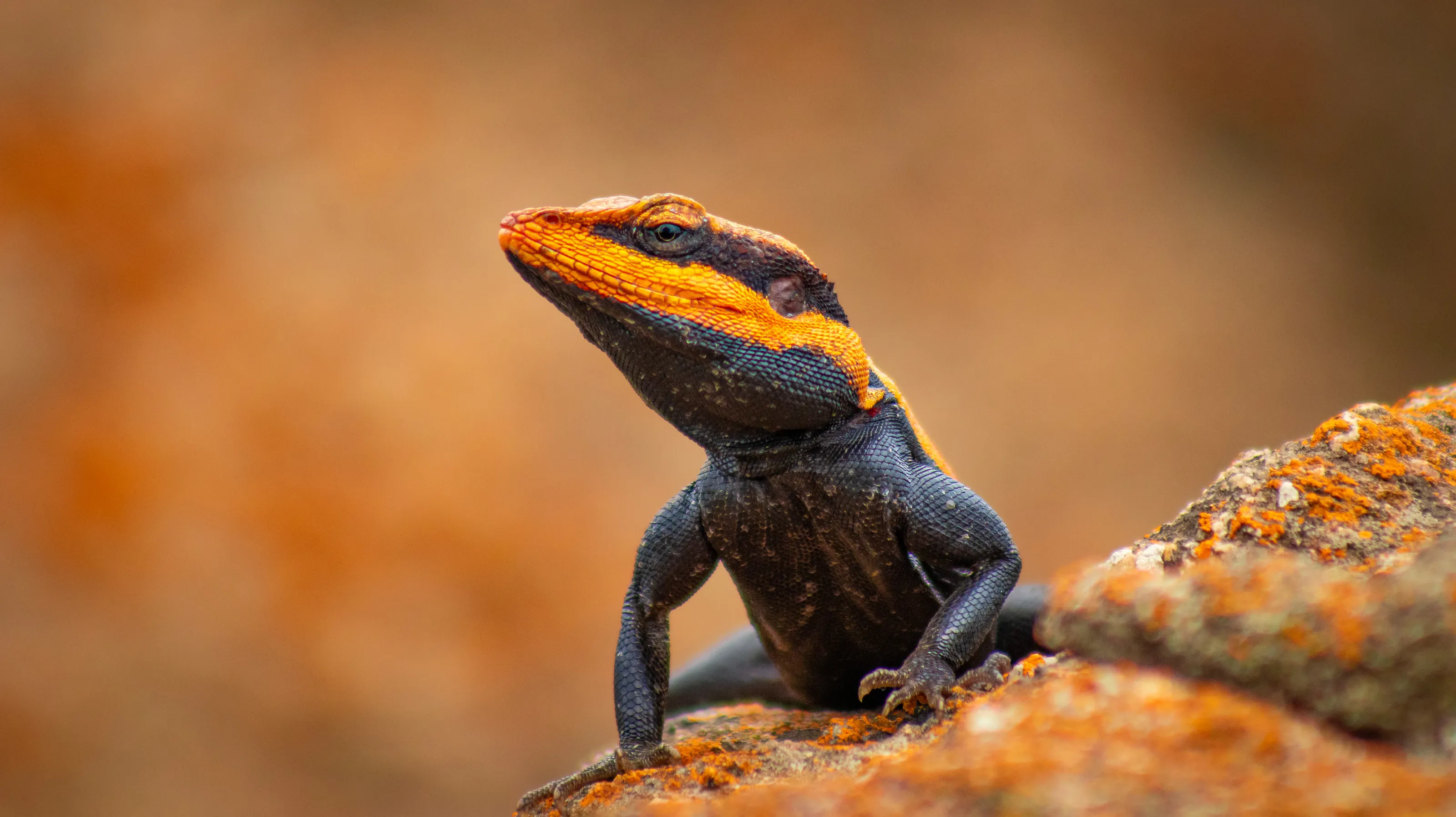 Agama