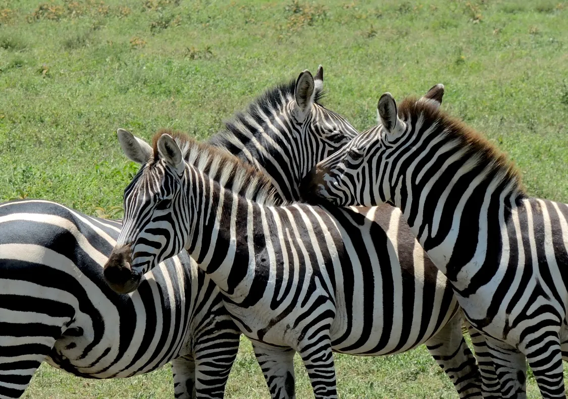 A Black and White Encounter