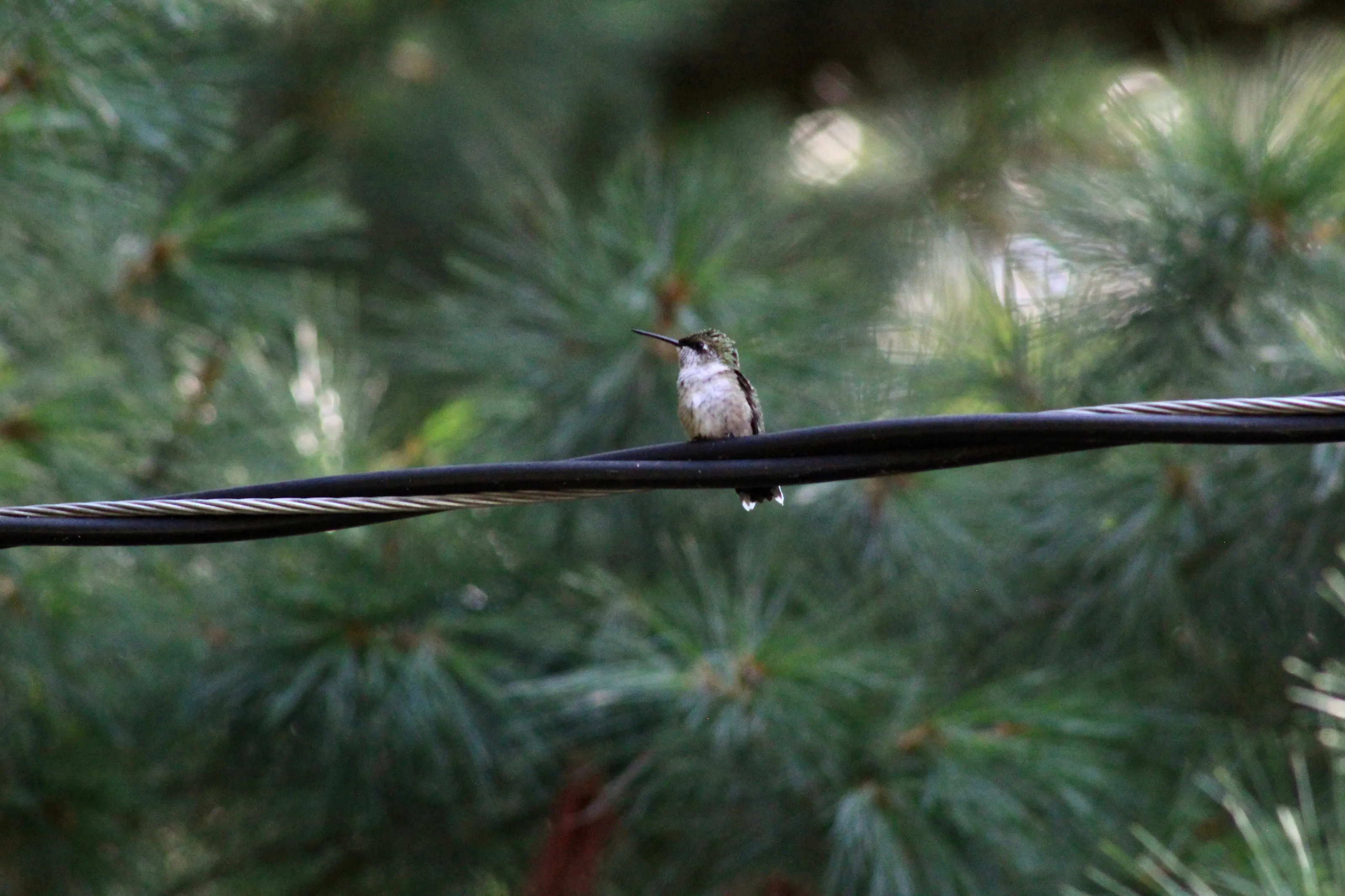 Hummingbird