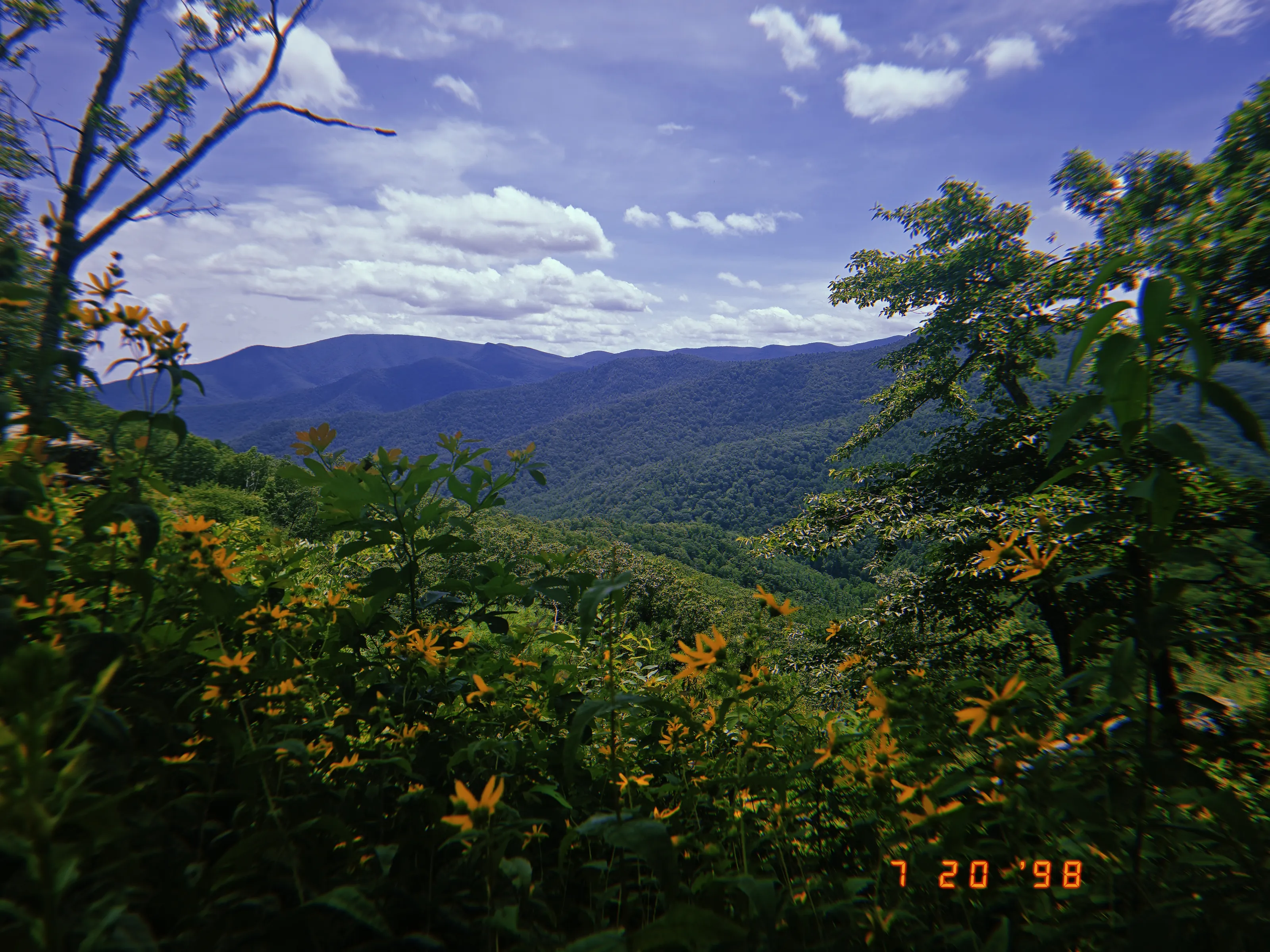 Through The Yellow Flowers