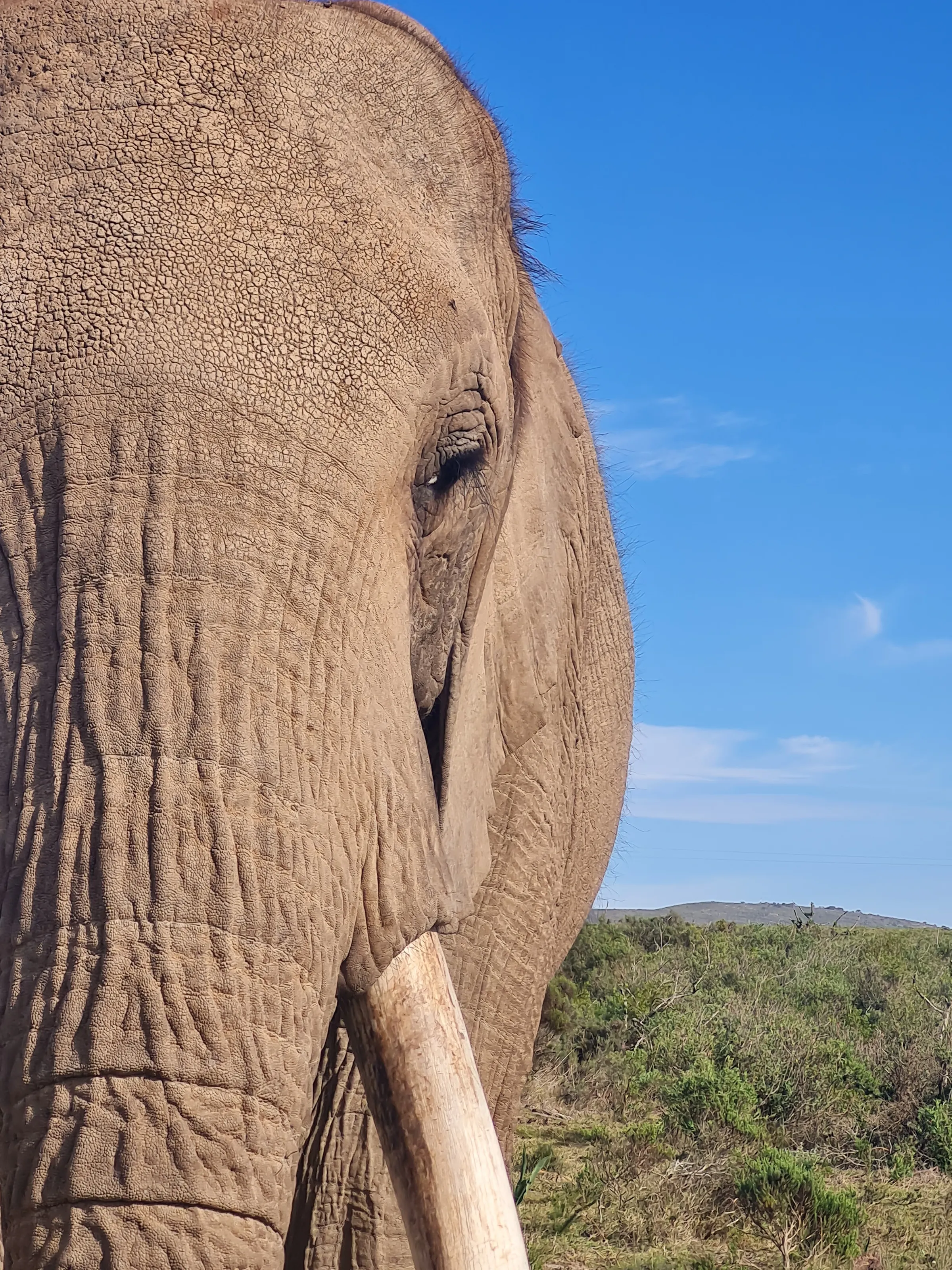 African Elephant