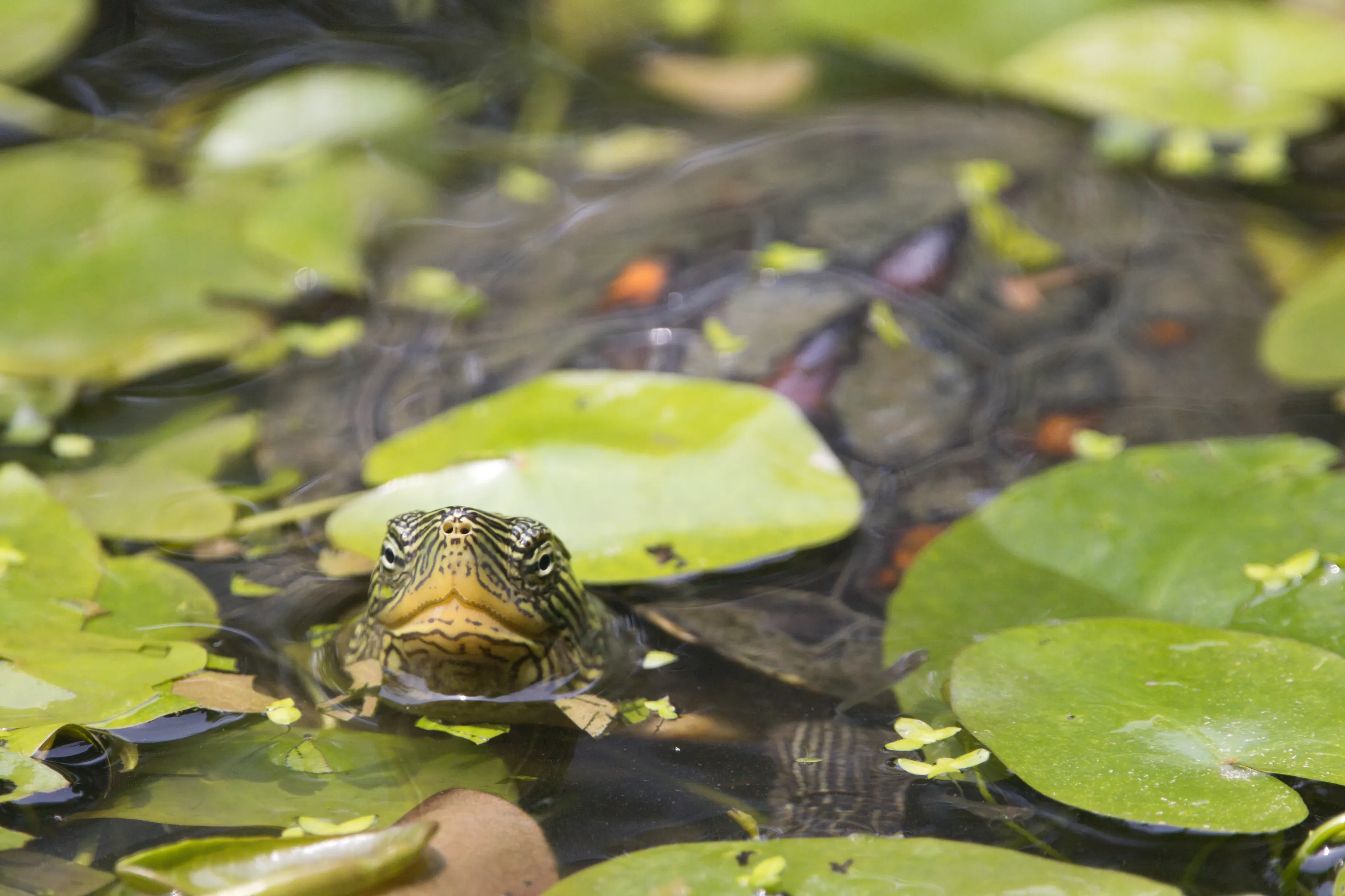 Angry Turtle