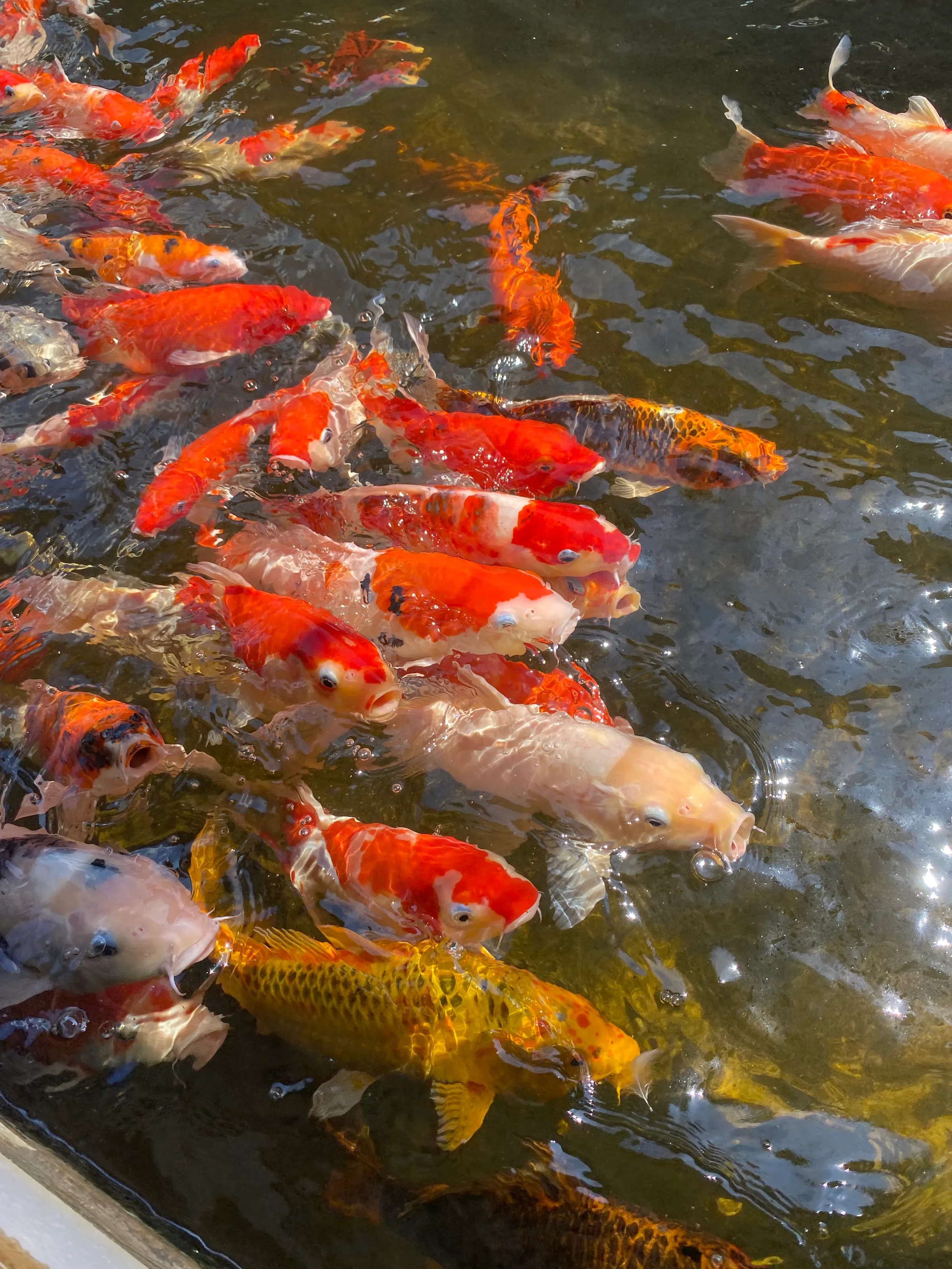 Colorful koi fish swimming in a pond