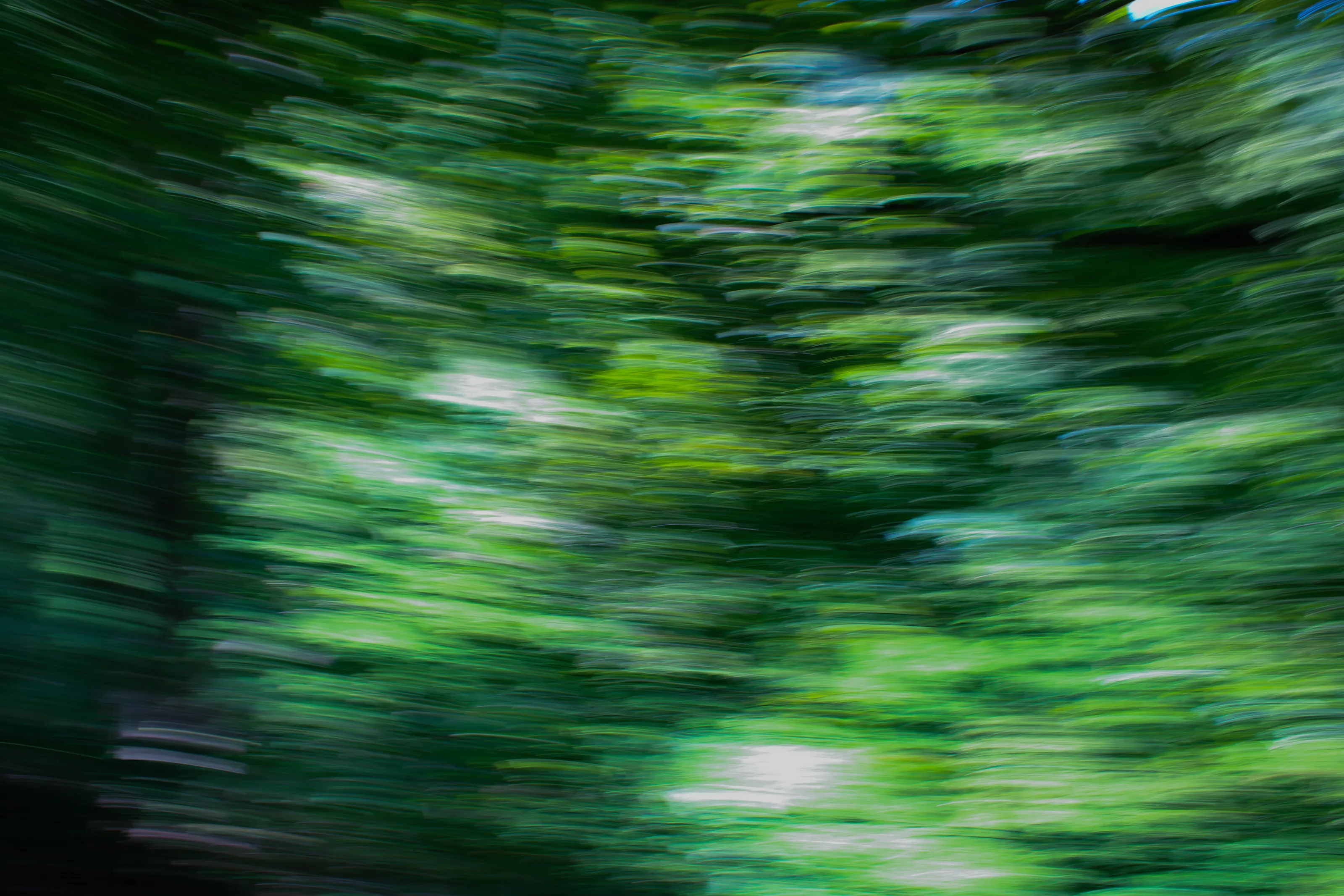Swaying Trees