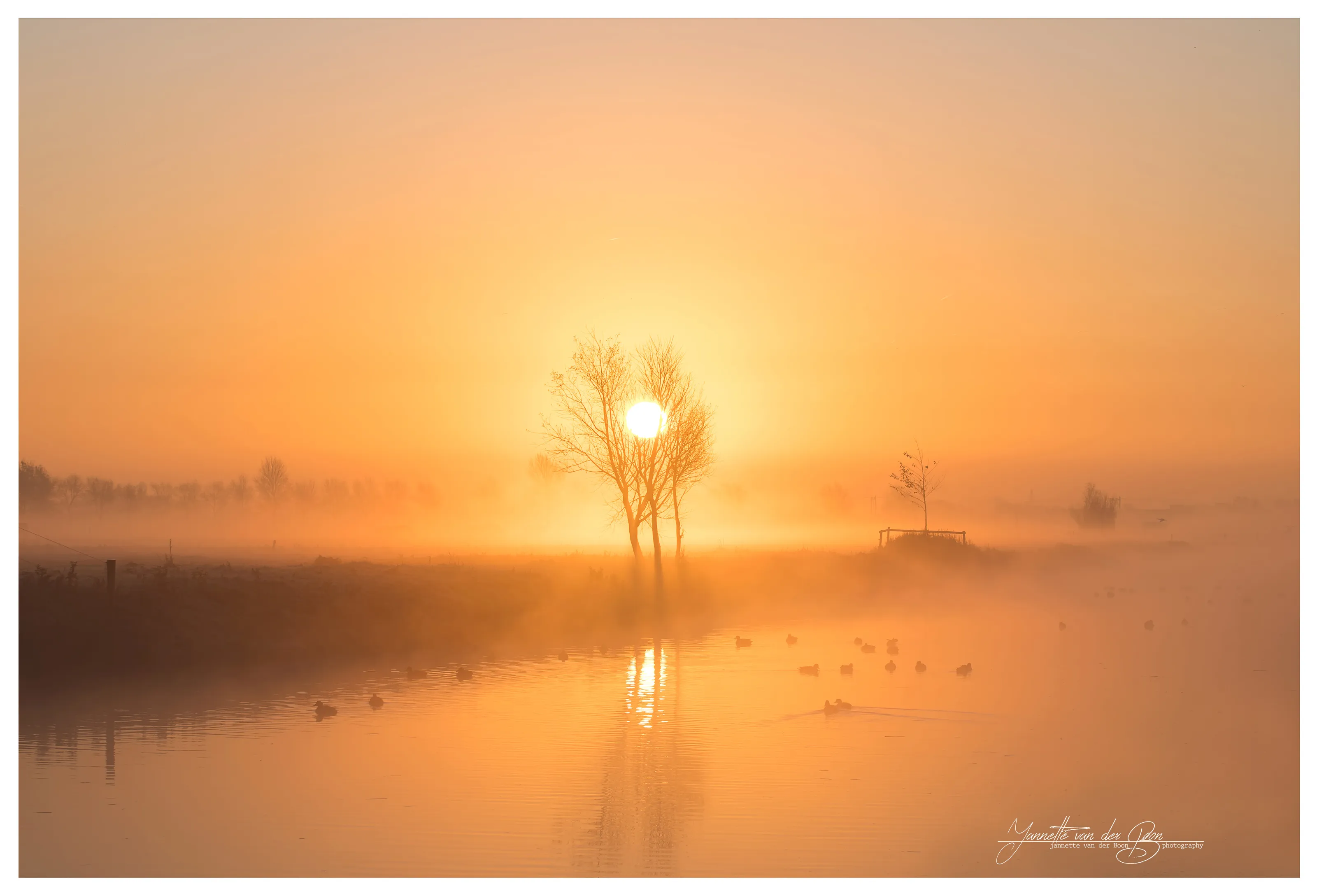 Morning Glory