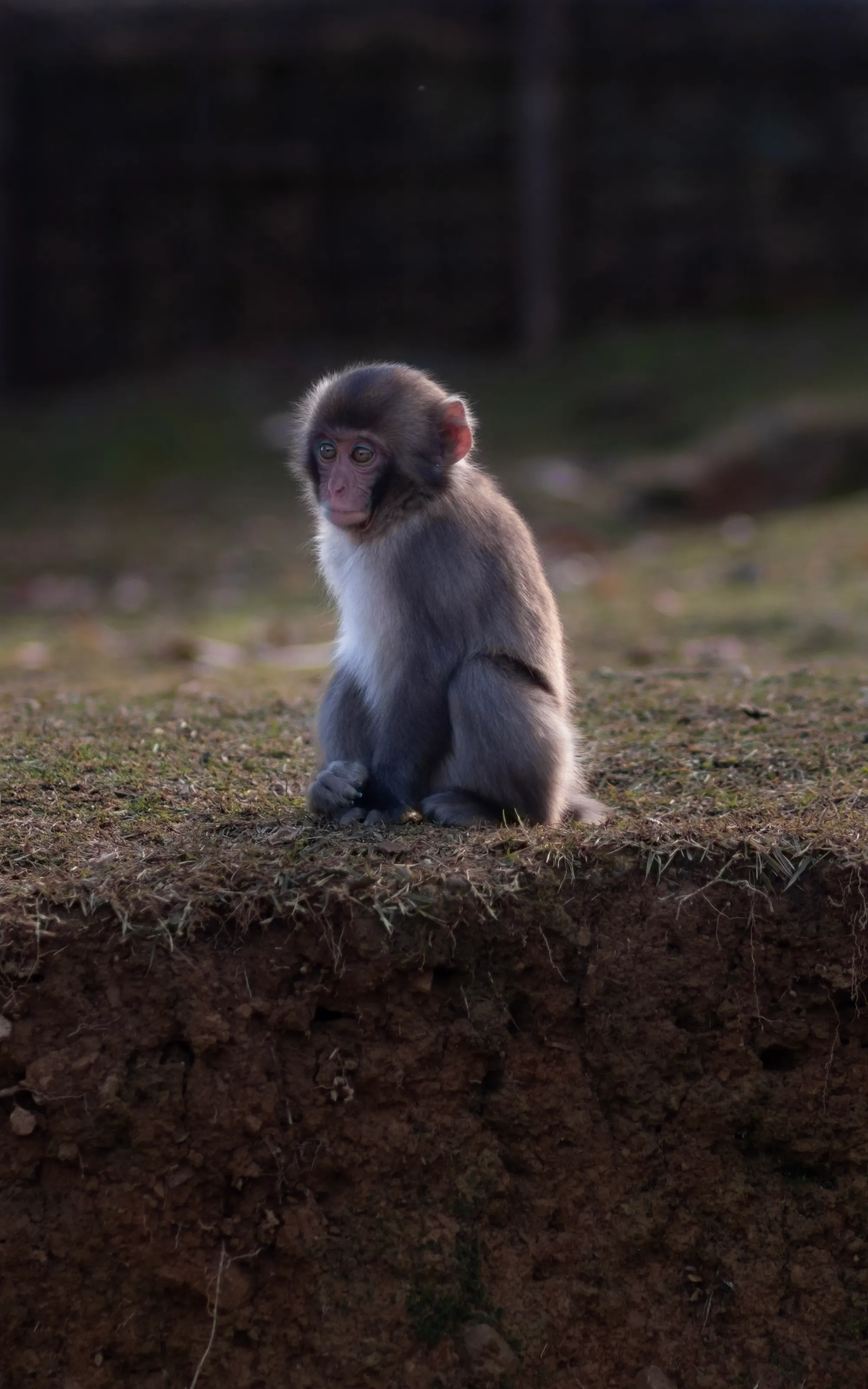 Baby monkey