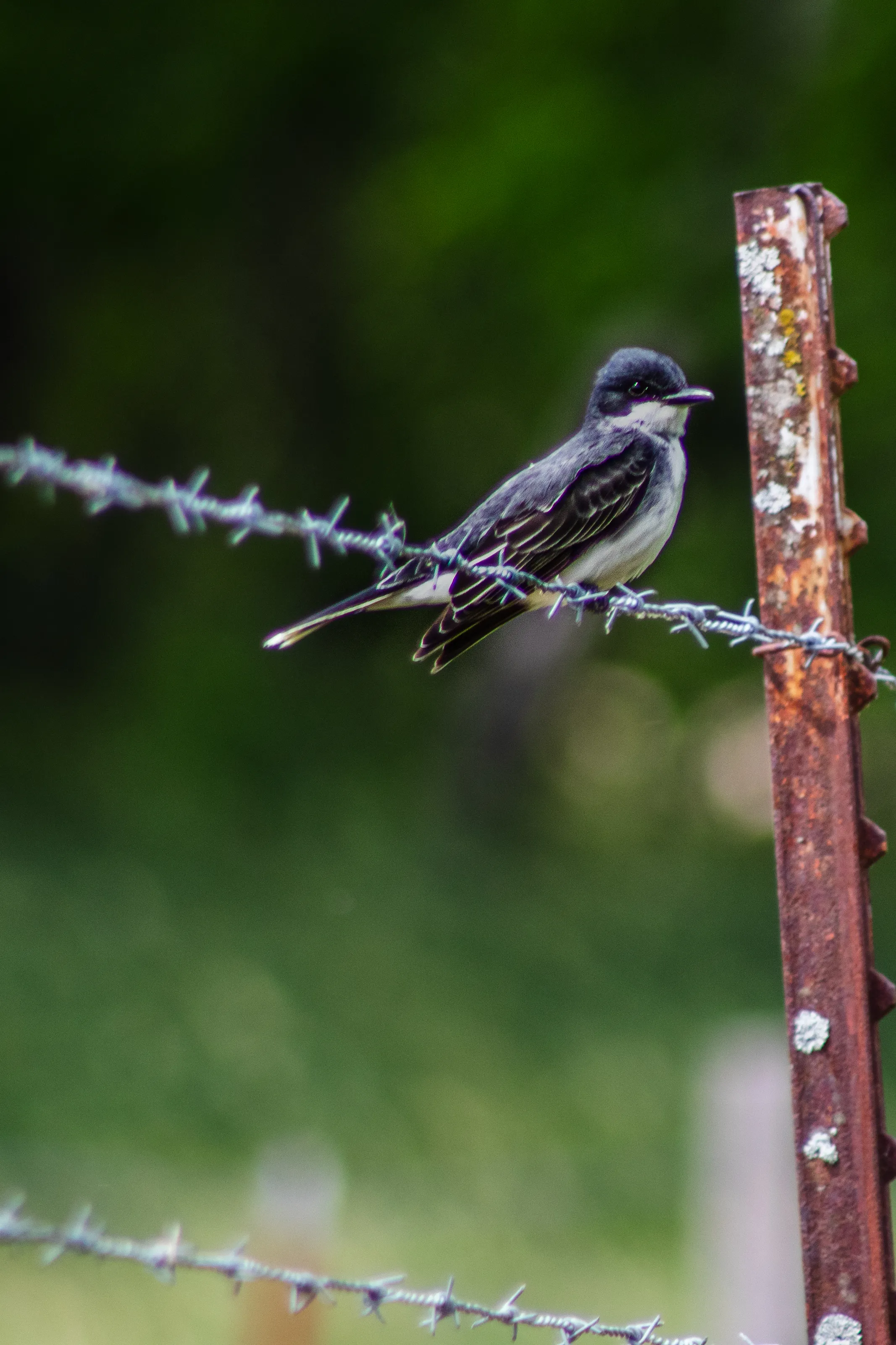 Barbed wire bird