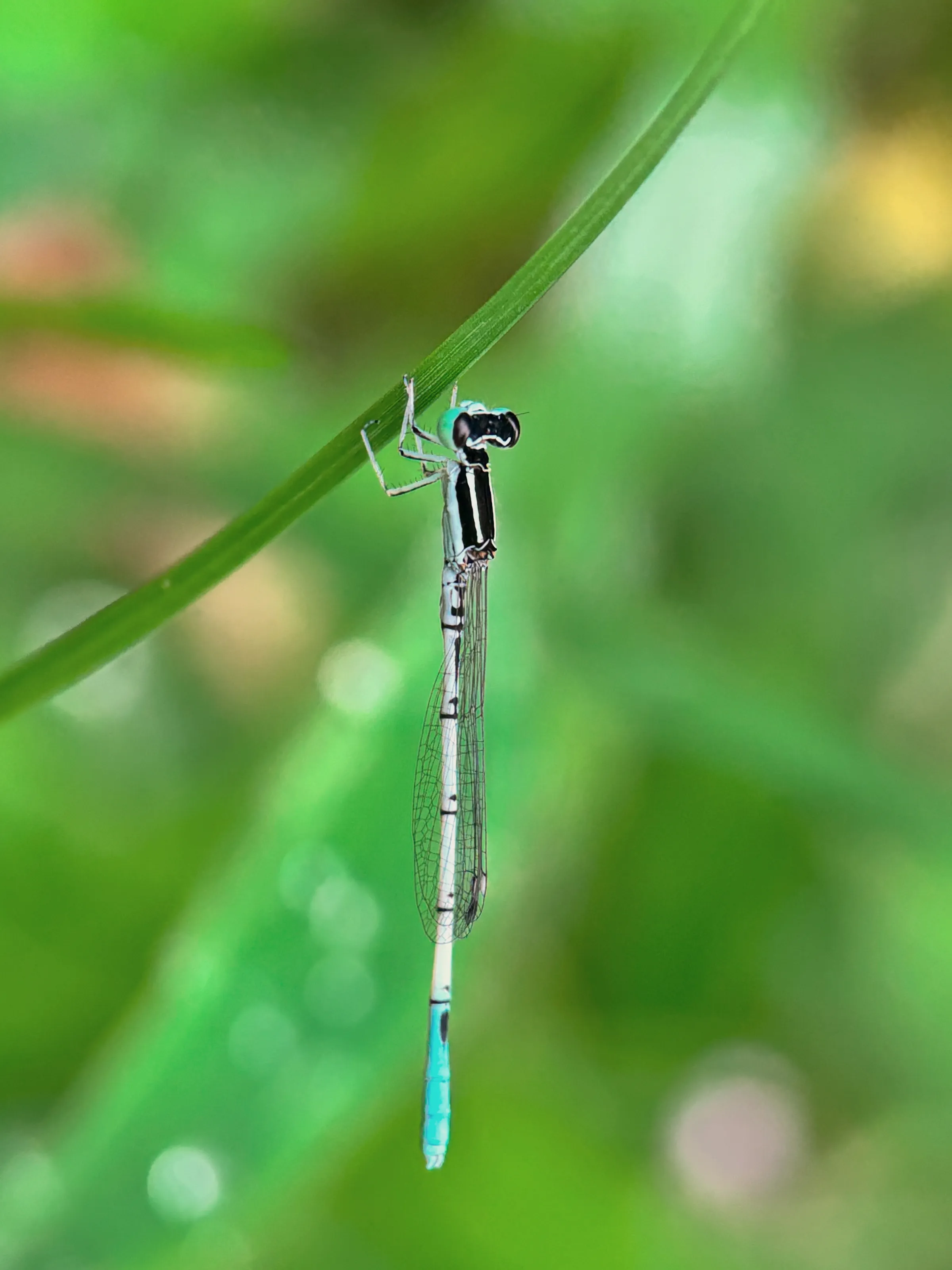 White Dartlet