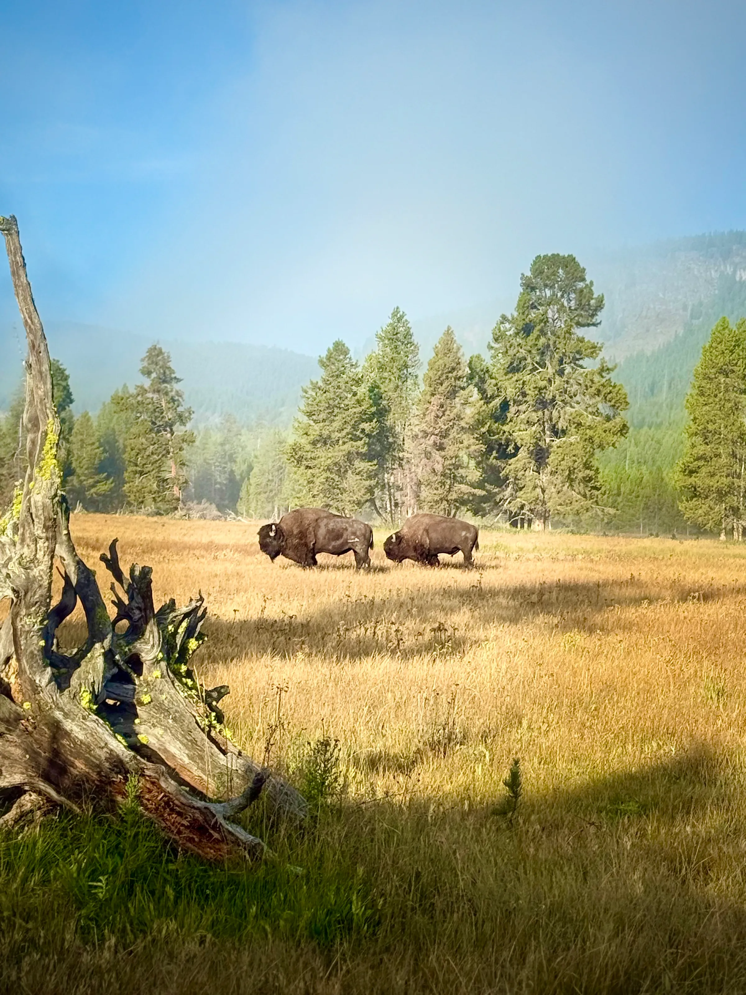 Yellowstone Bison