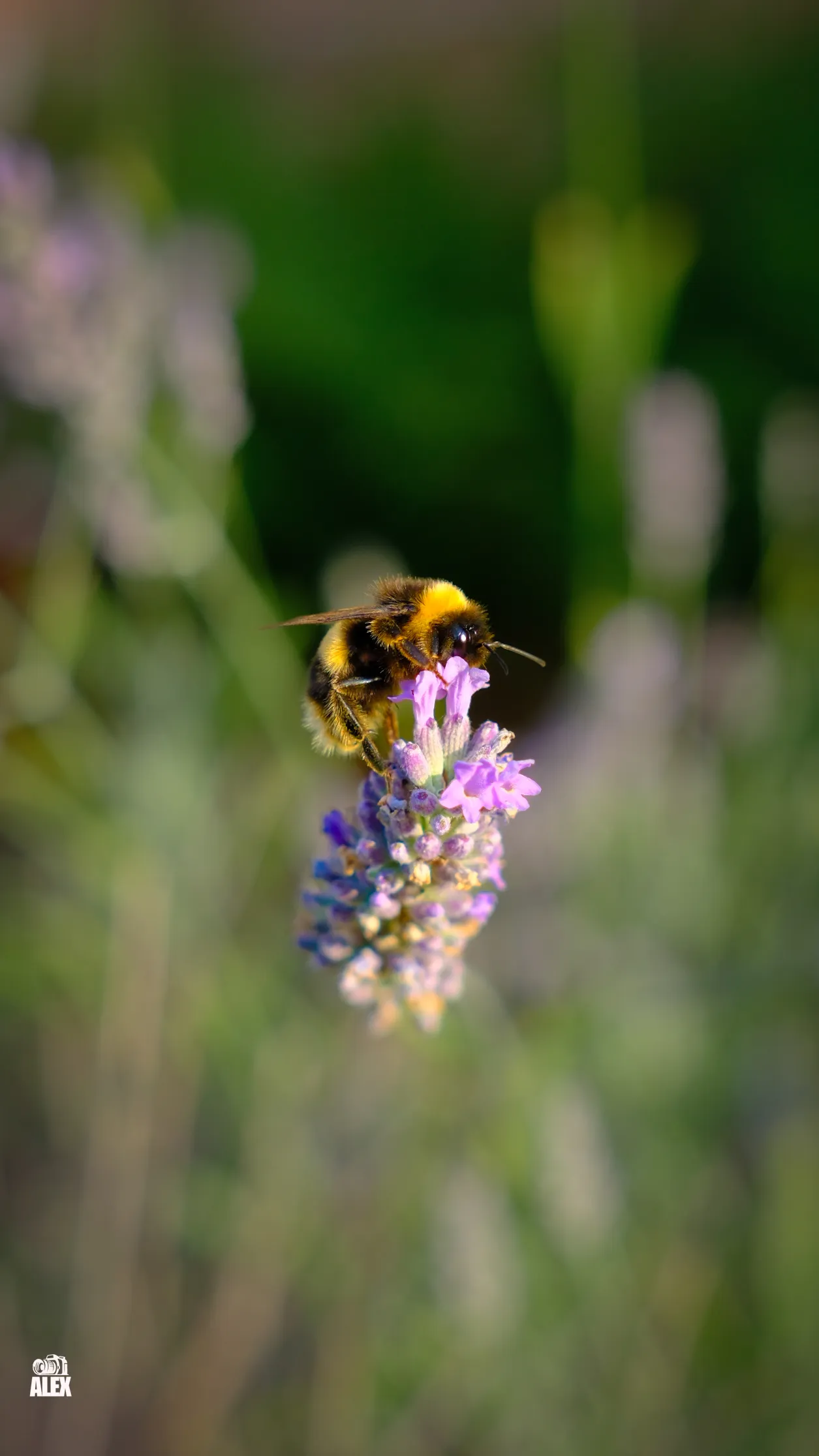 Honeybee