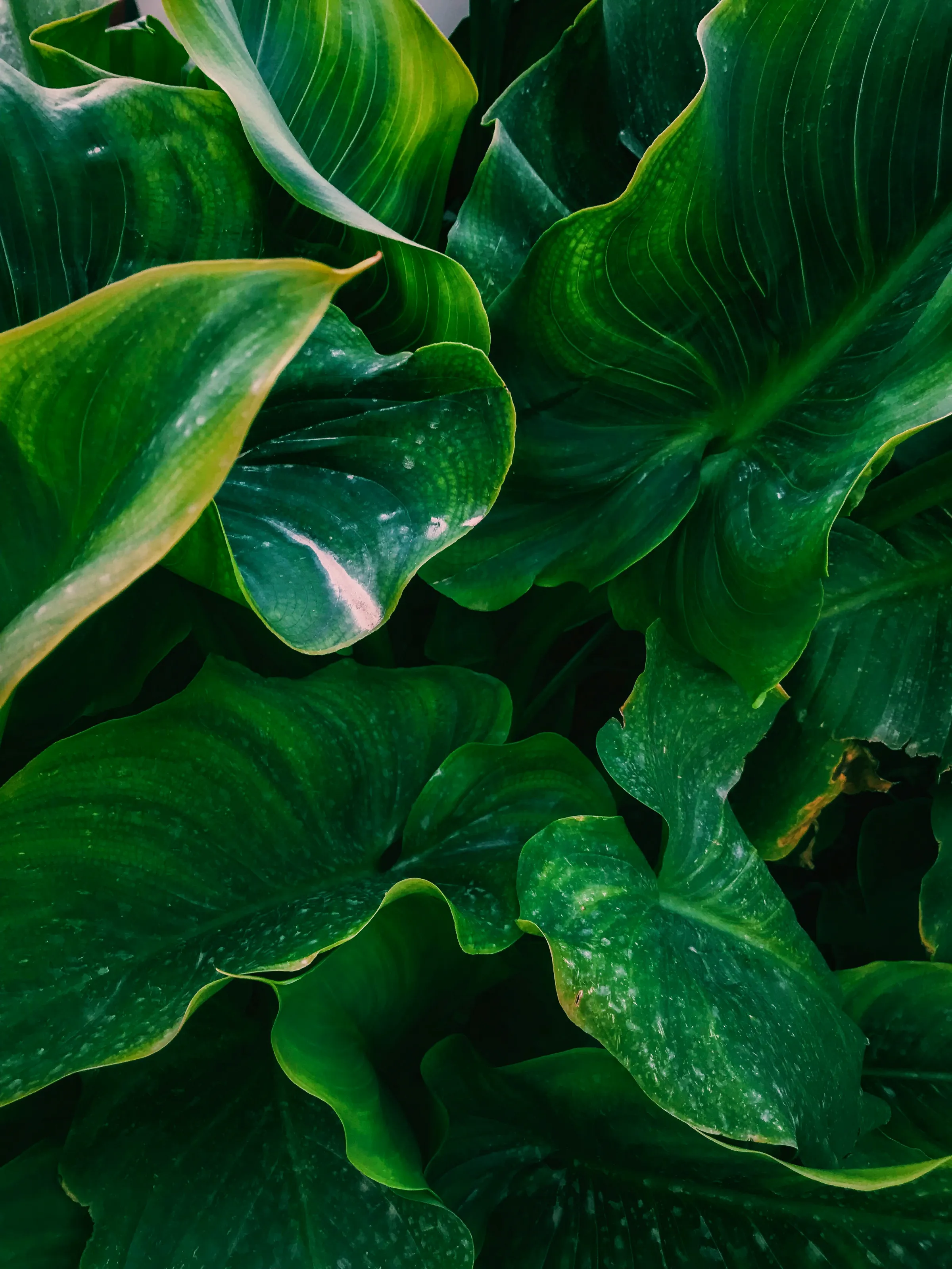 Green plant