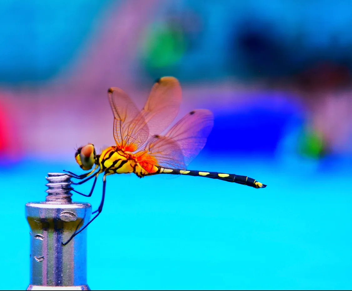 Dragonfly on a tripod