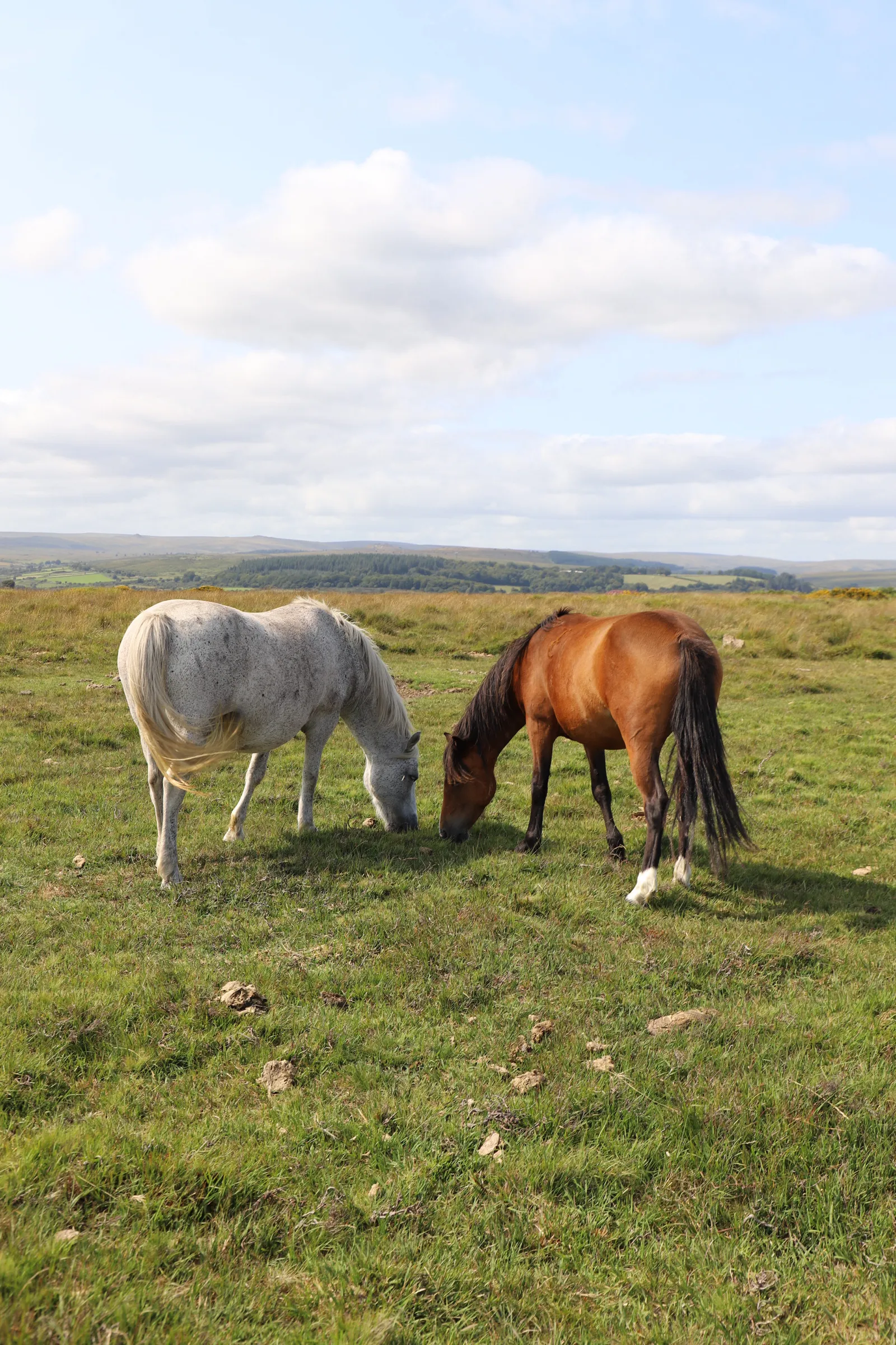 Dartmoor loves horses