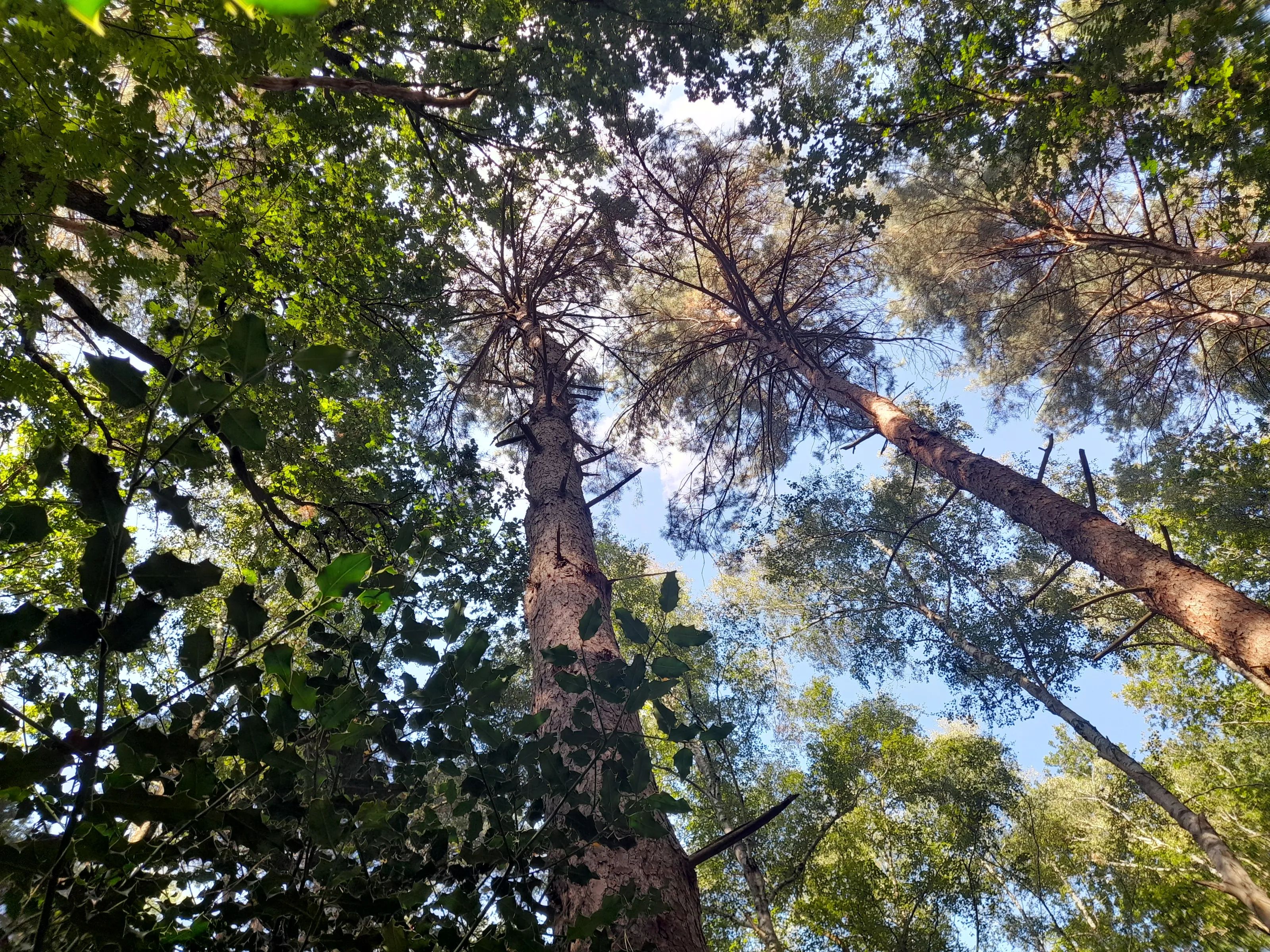 sky view