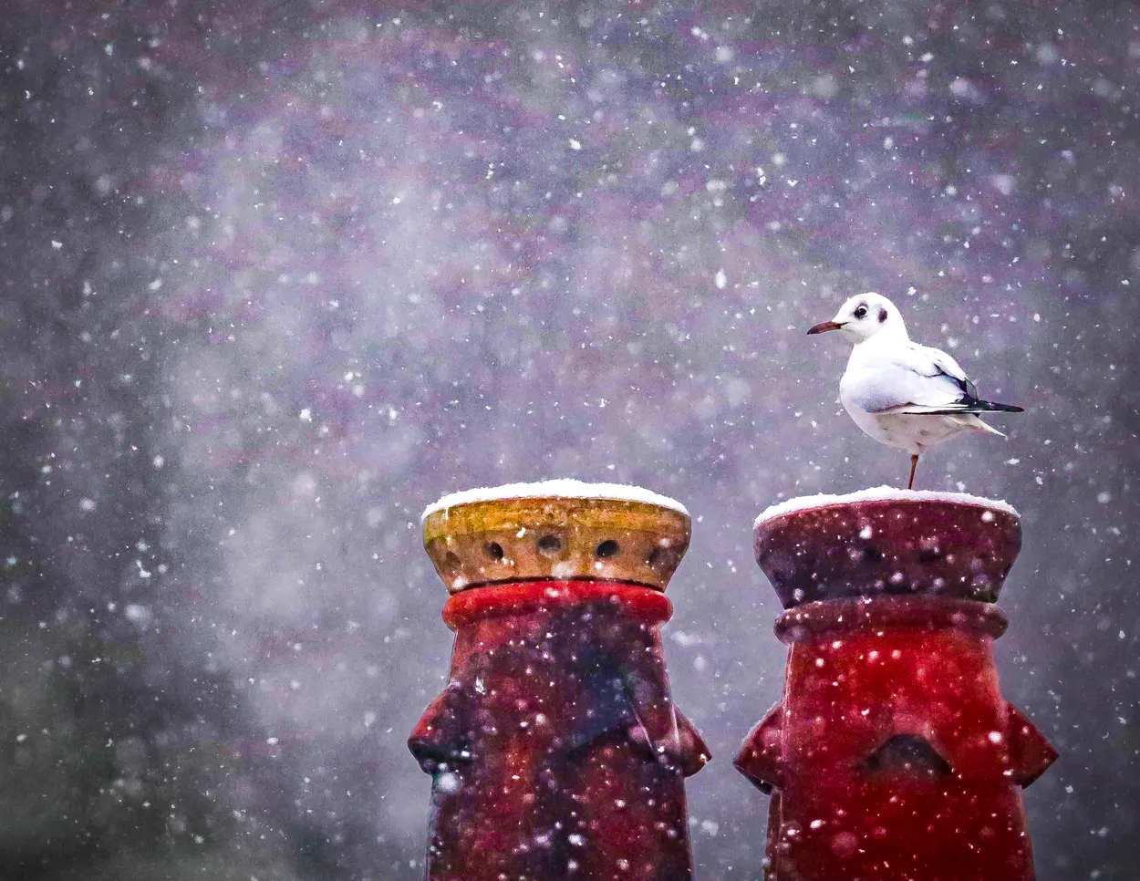 Snowy Rooftop