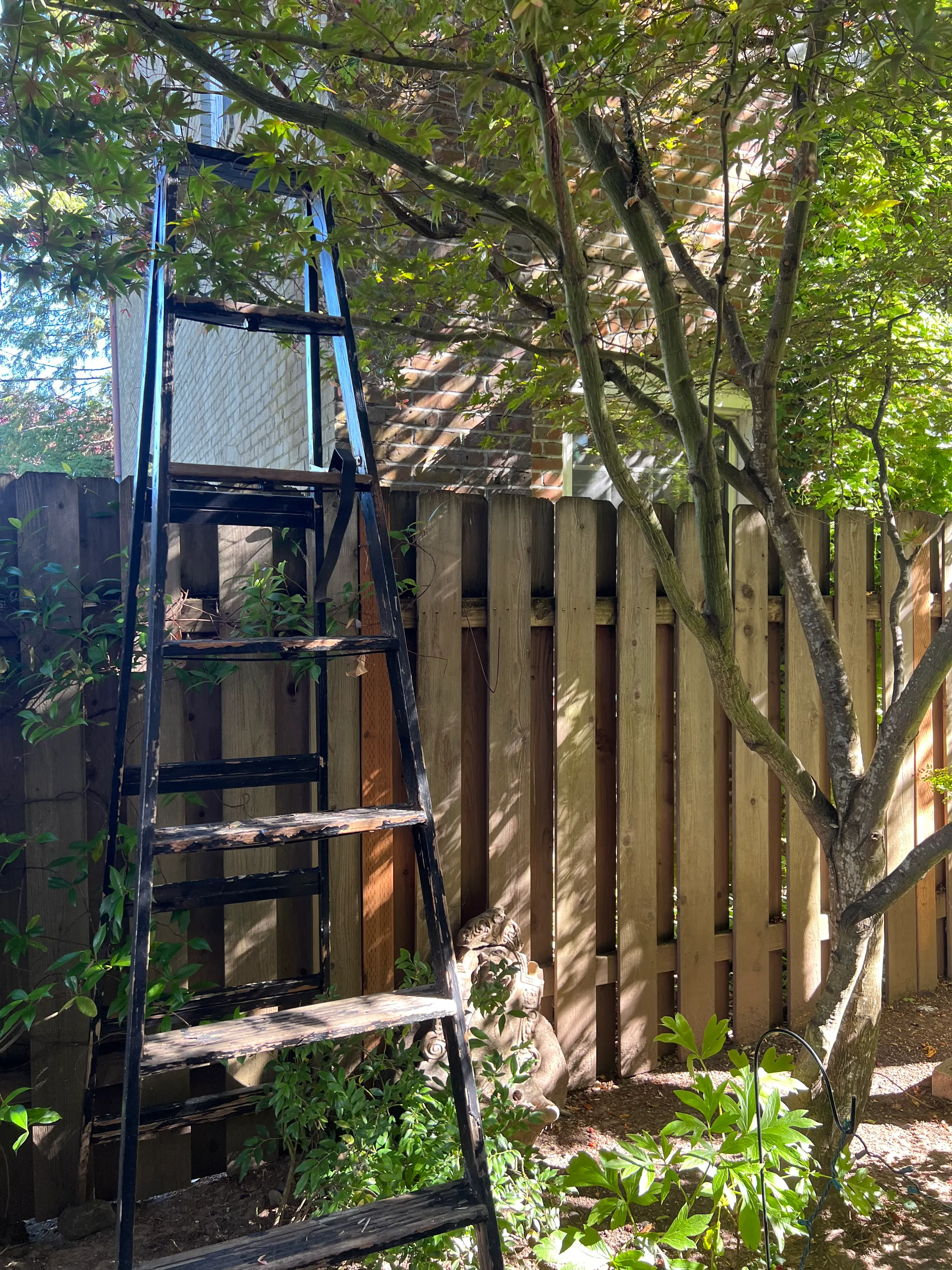Ladder and Fence