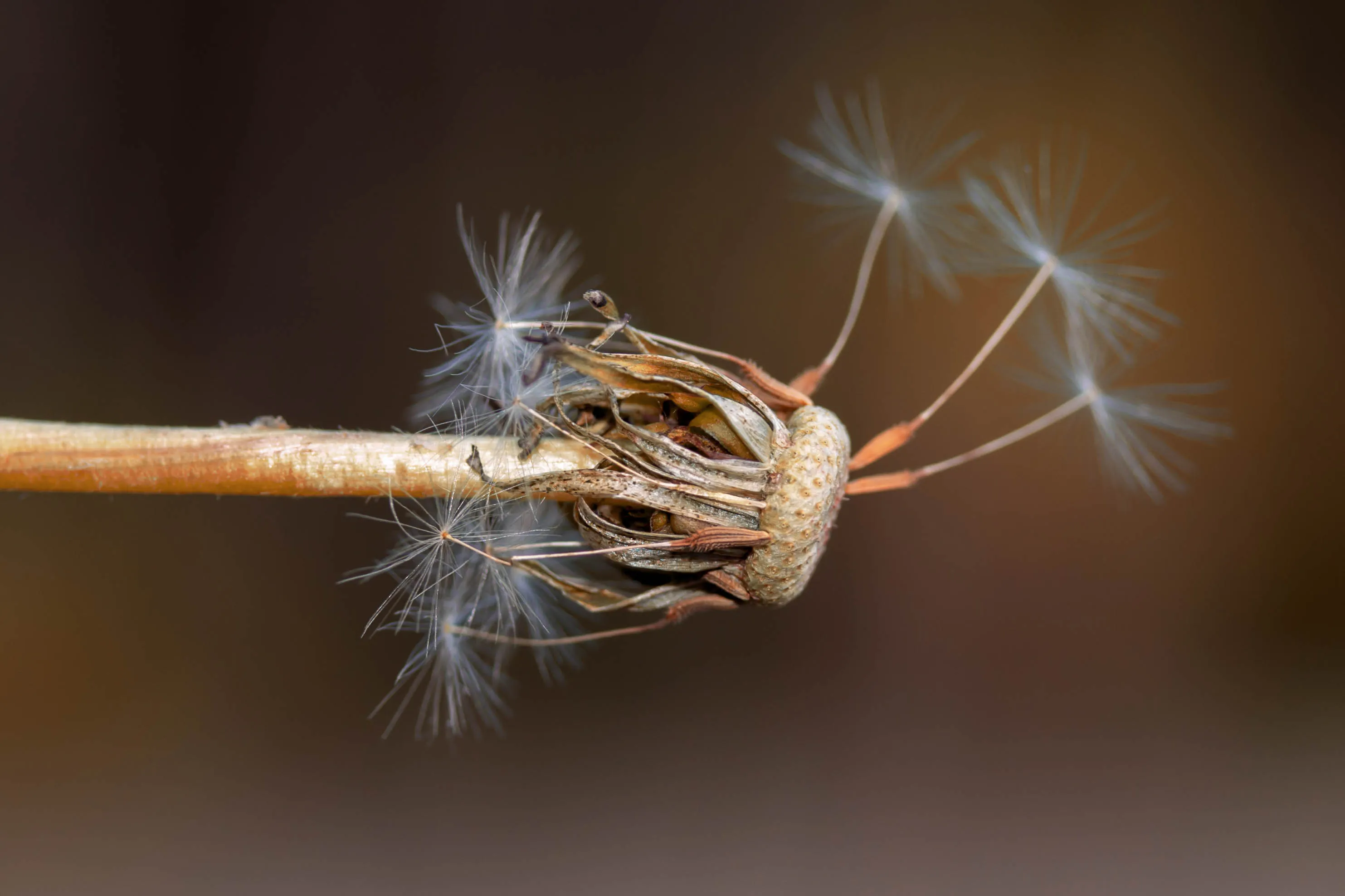 Decaying and Dried-Up Nature