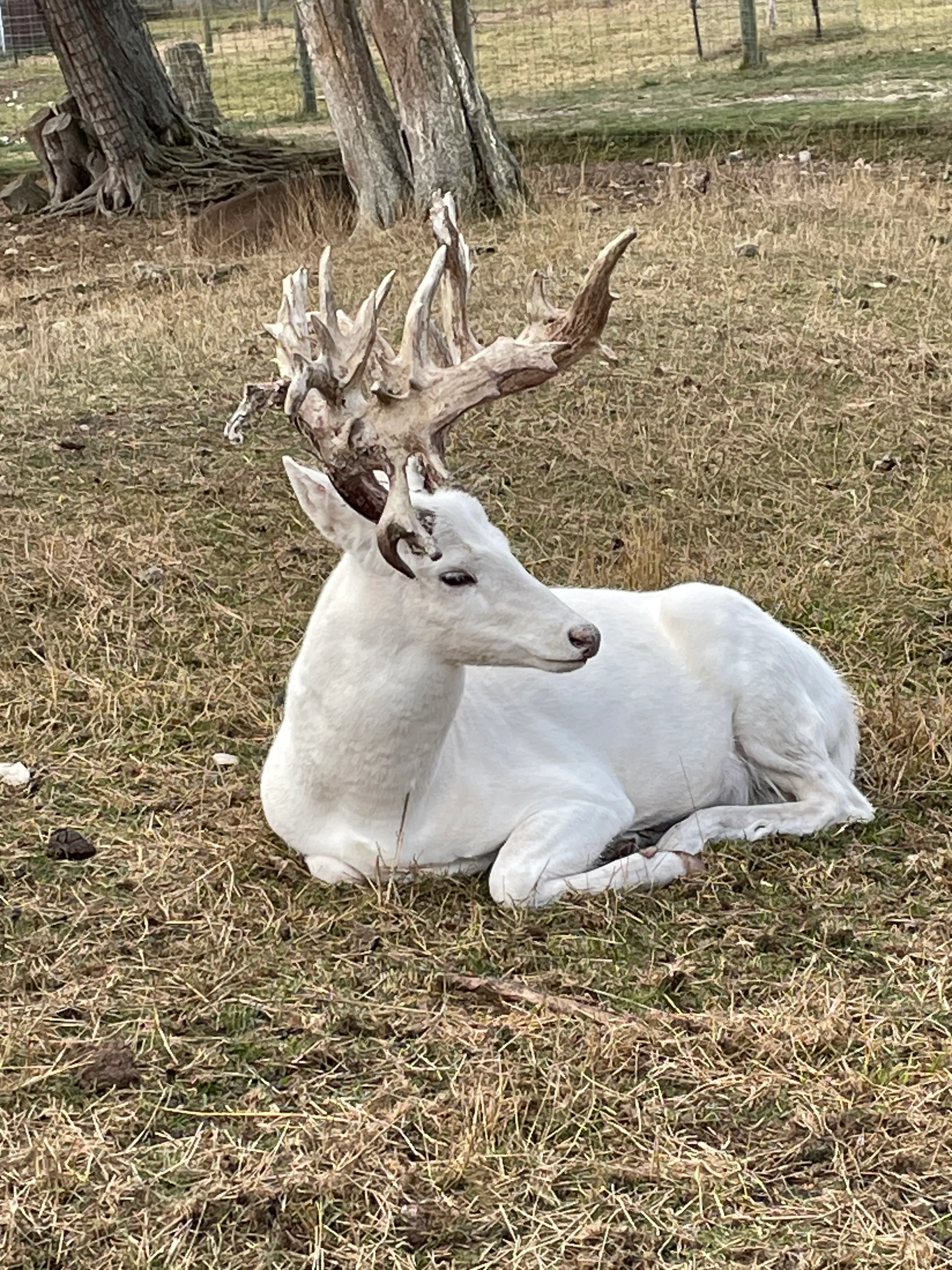 White deer