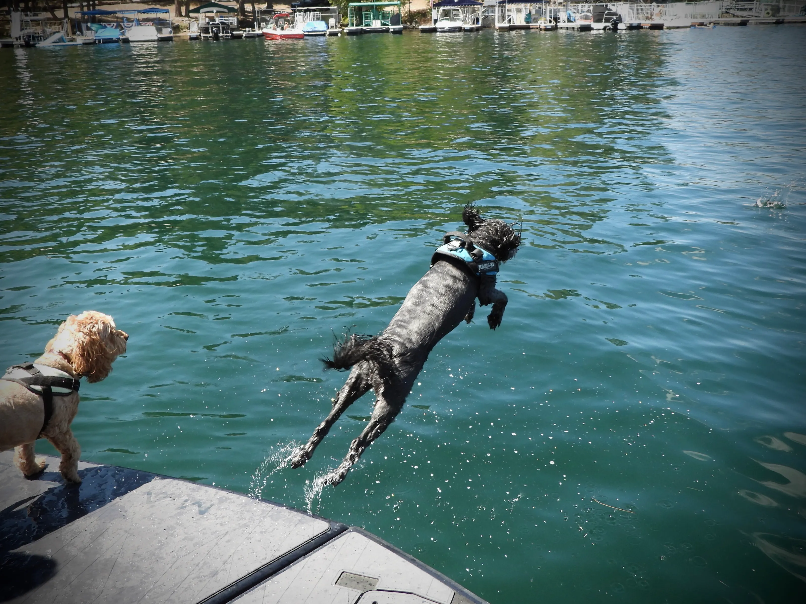 Dogs Enjoying Water