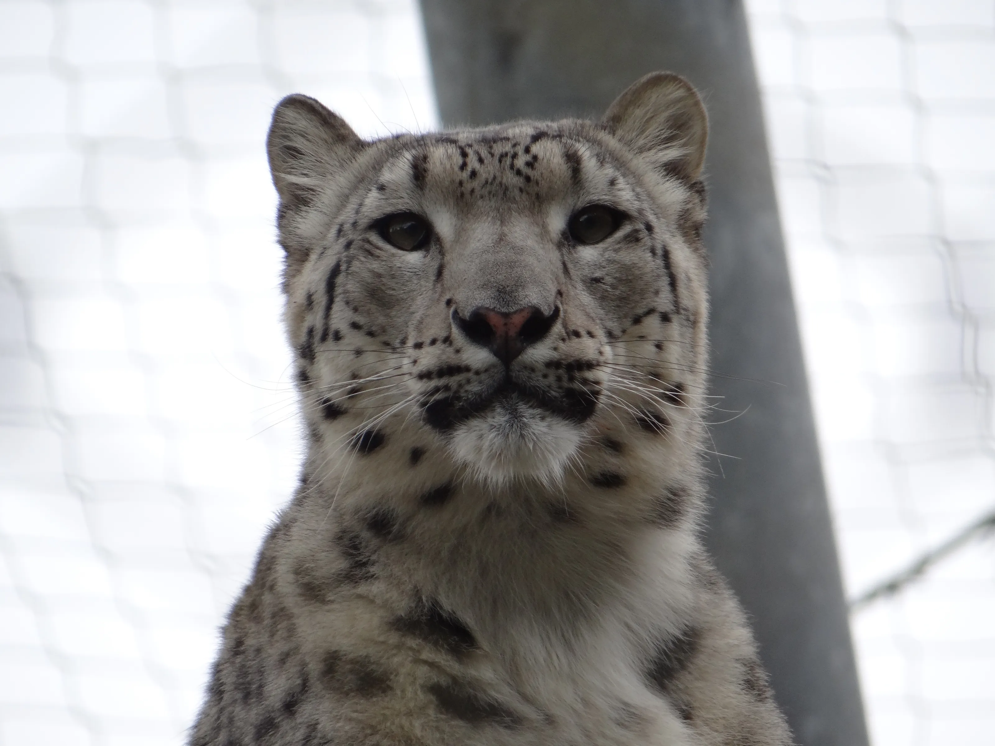 snow leopard close-up