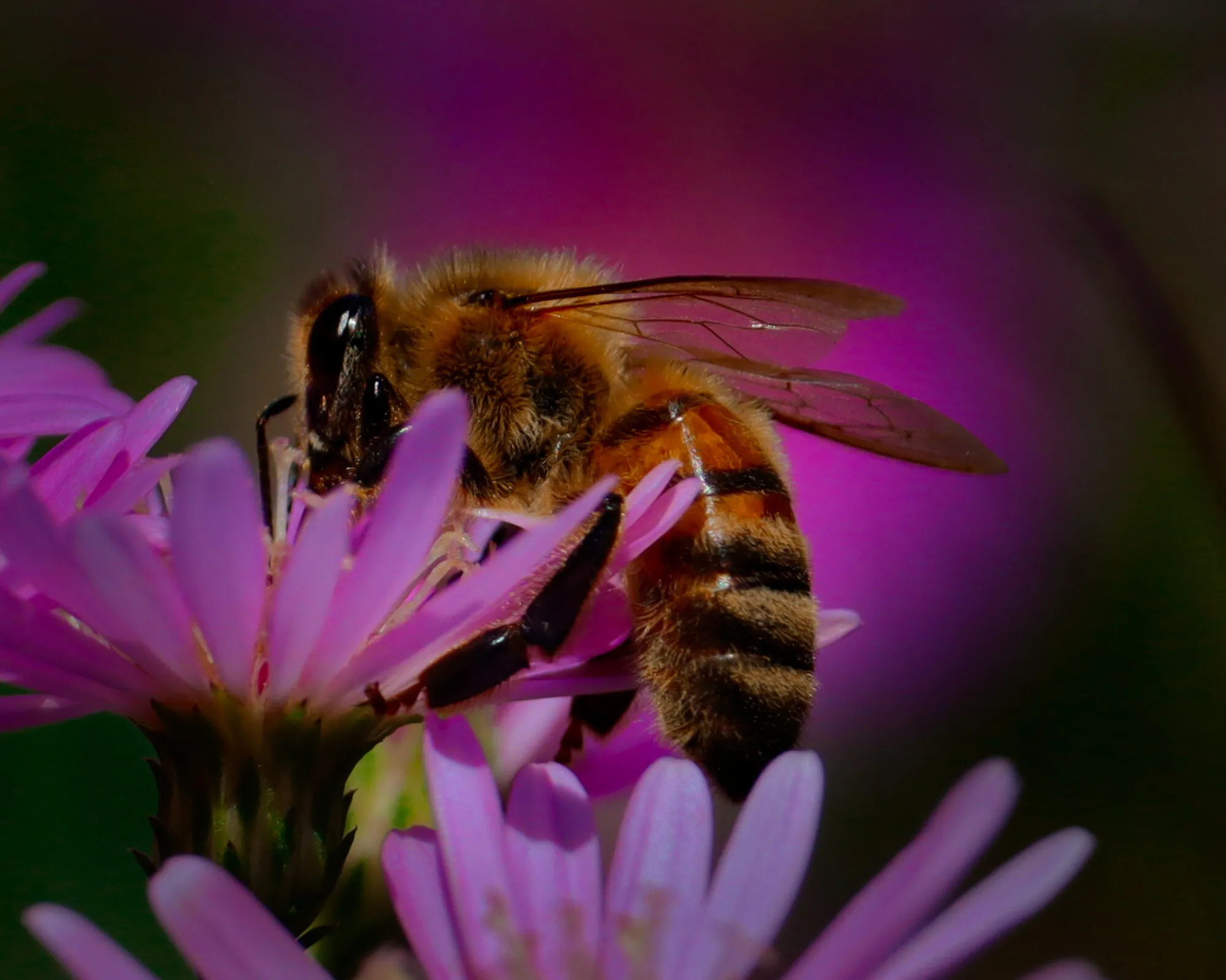 Close-Ups of Animals