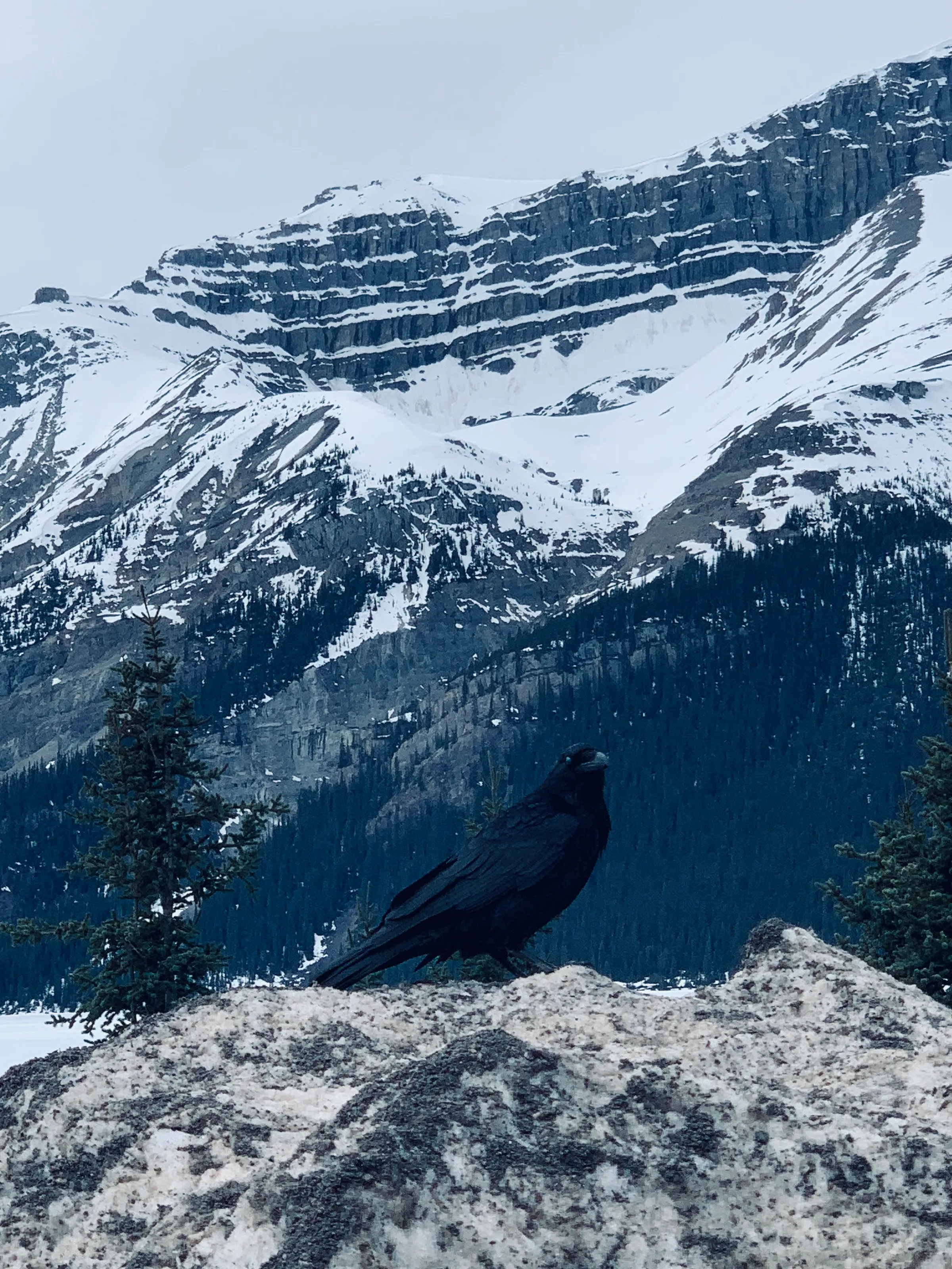 Raven with a mountainous backdrop