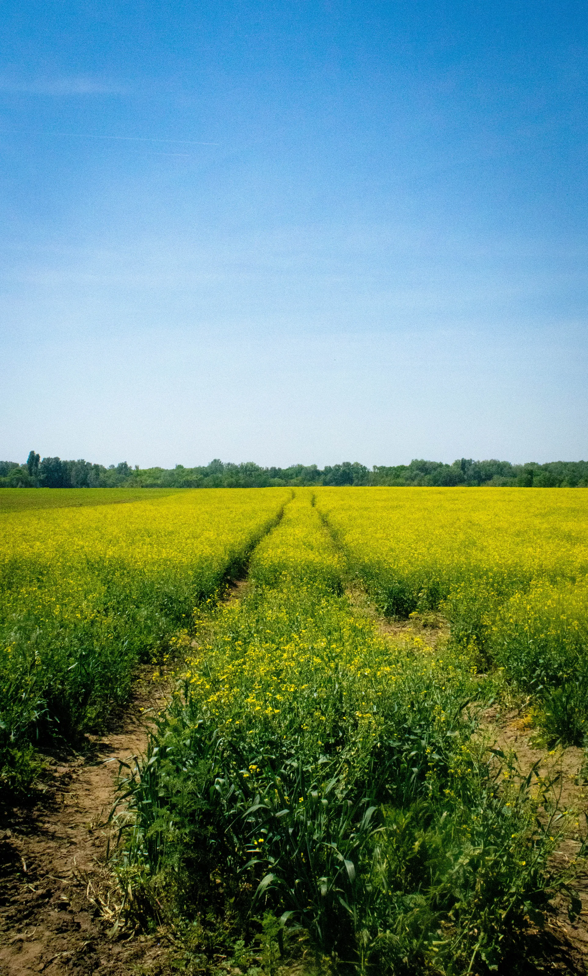 Early summer in the fields