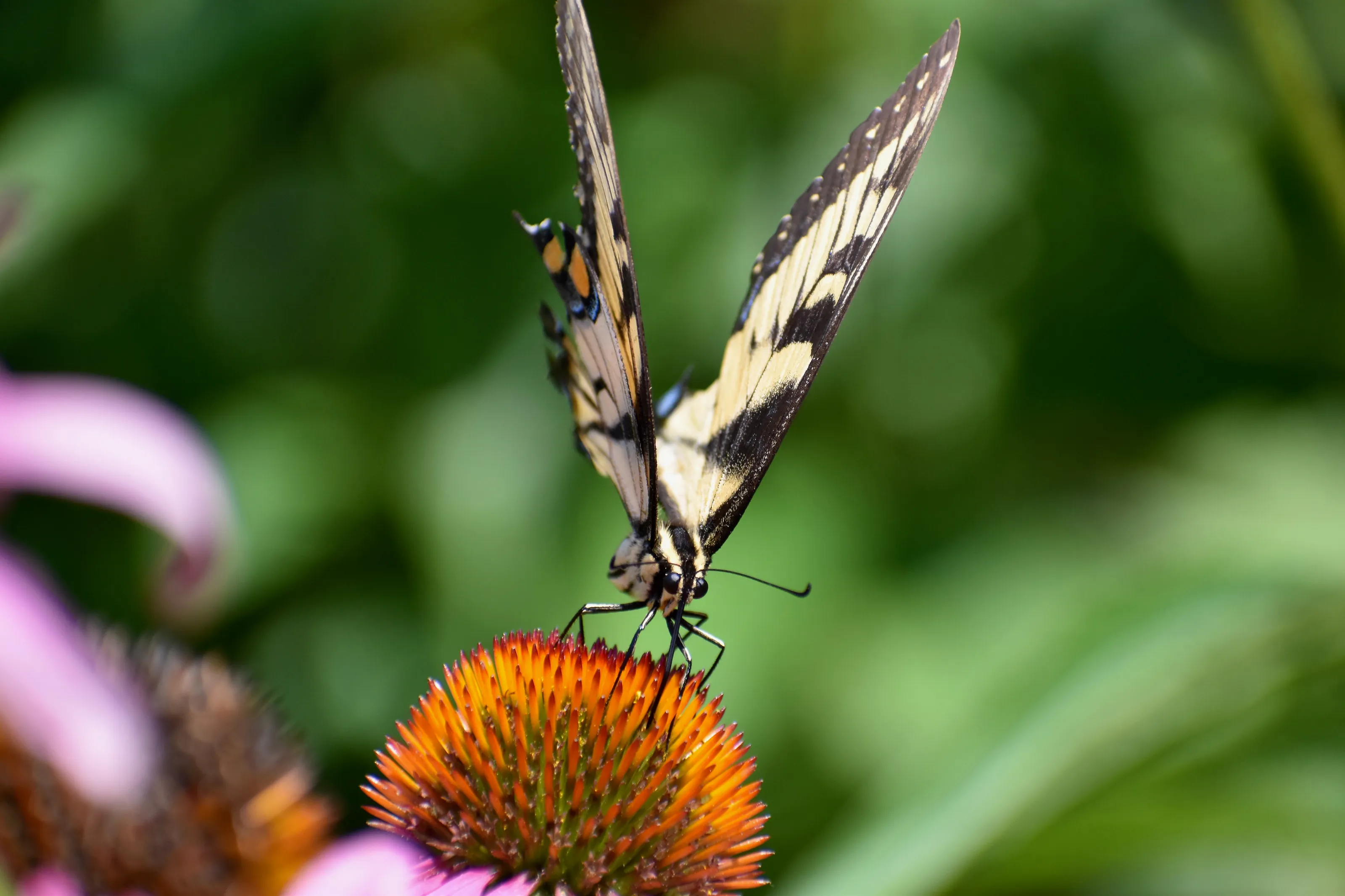 Nectar: Nature's Delight