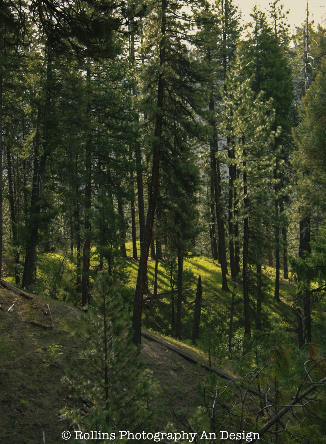Glimpse of light in the forest of green