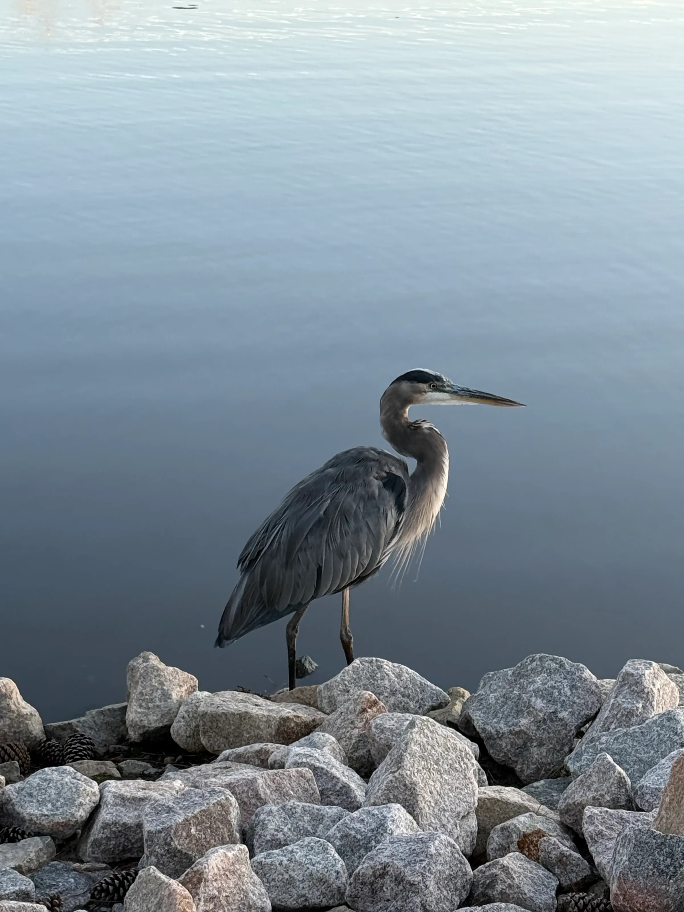Blue Heron on rocks