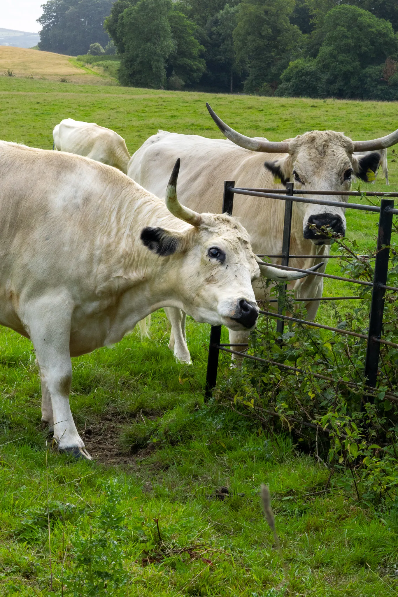 White Cattle Pack