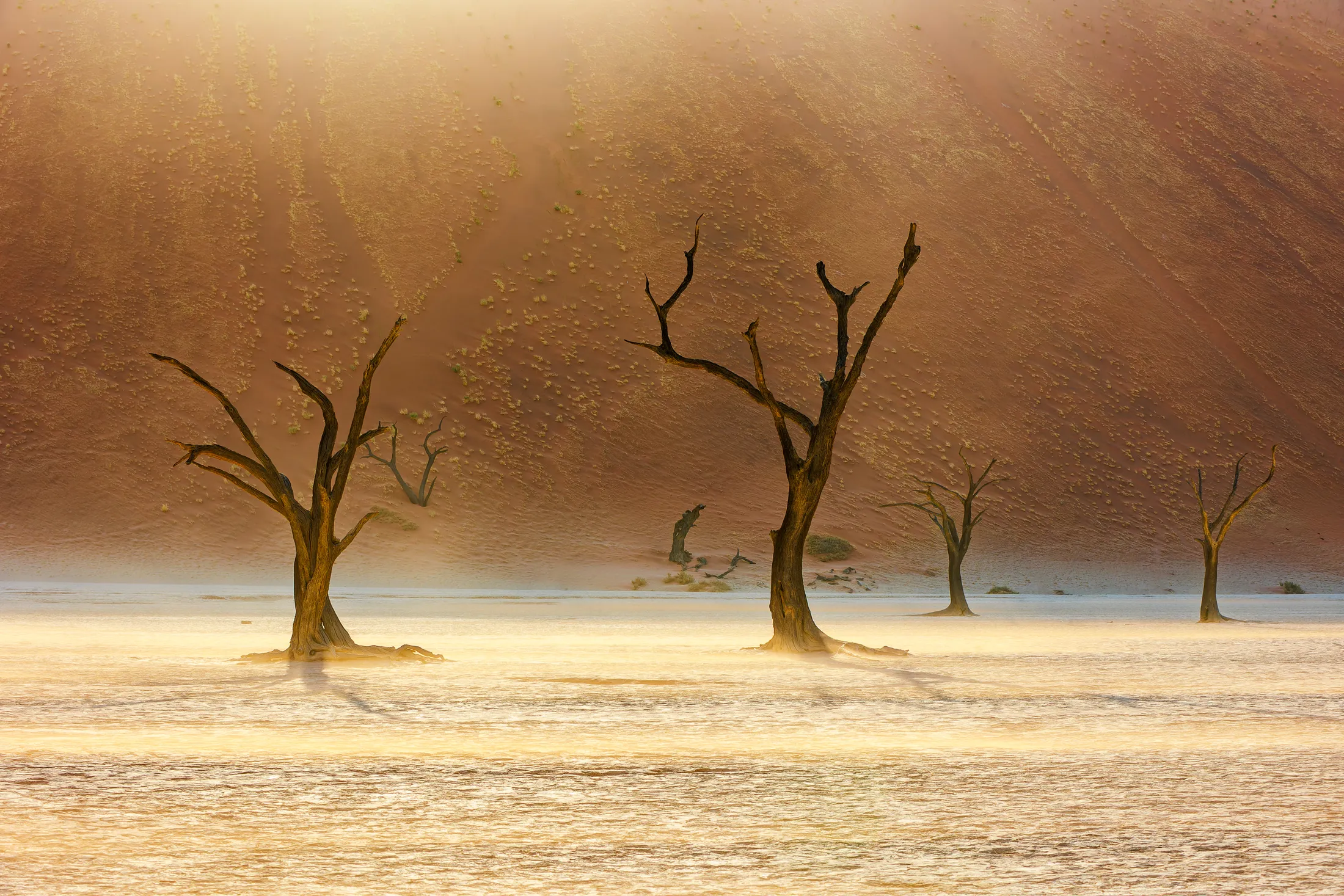 Enlighted dead trees