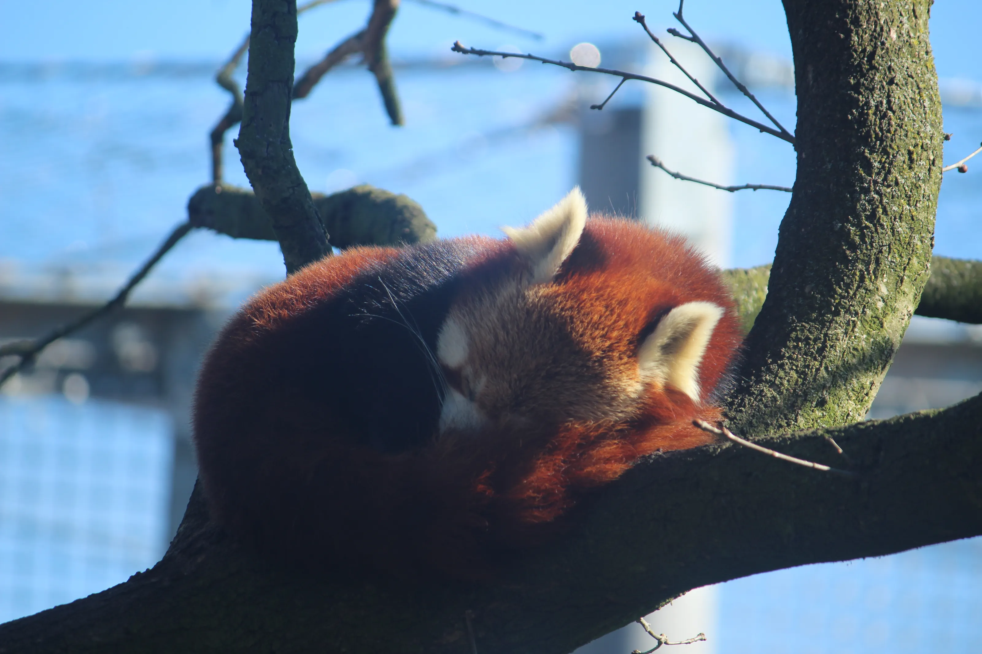 Sleeping Panda