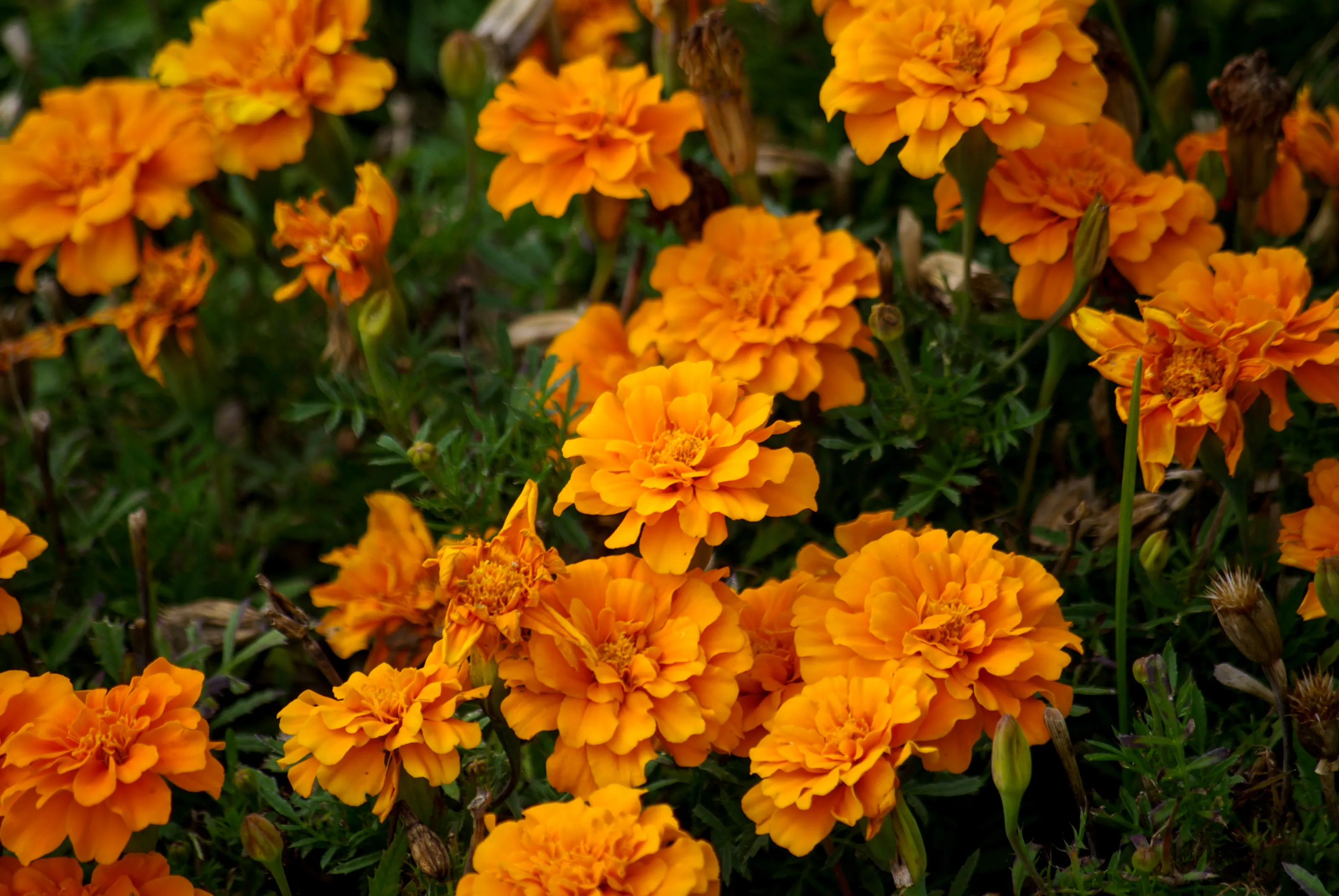 Orange Little Flowers