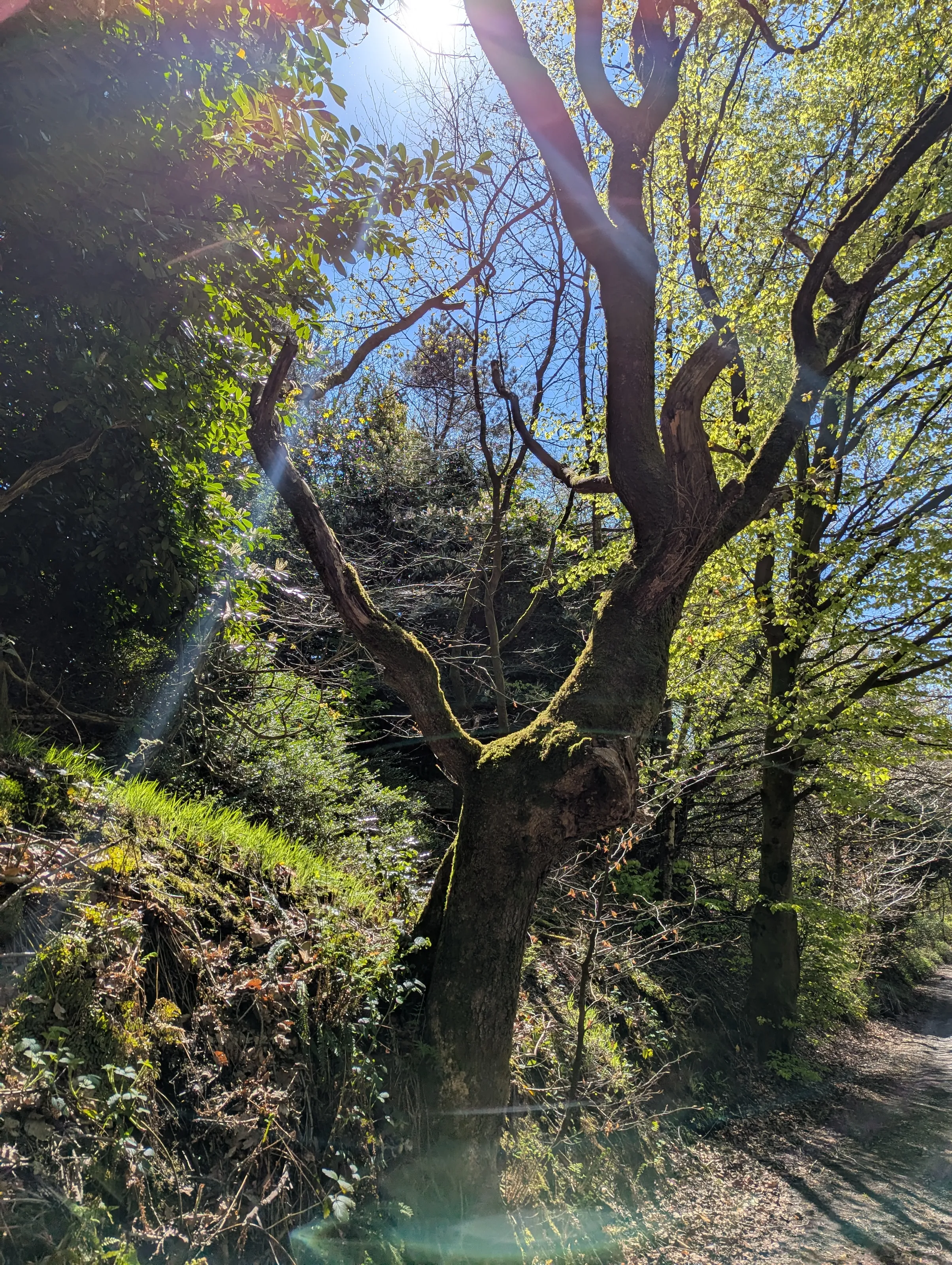 Tree in the summer light