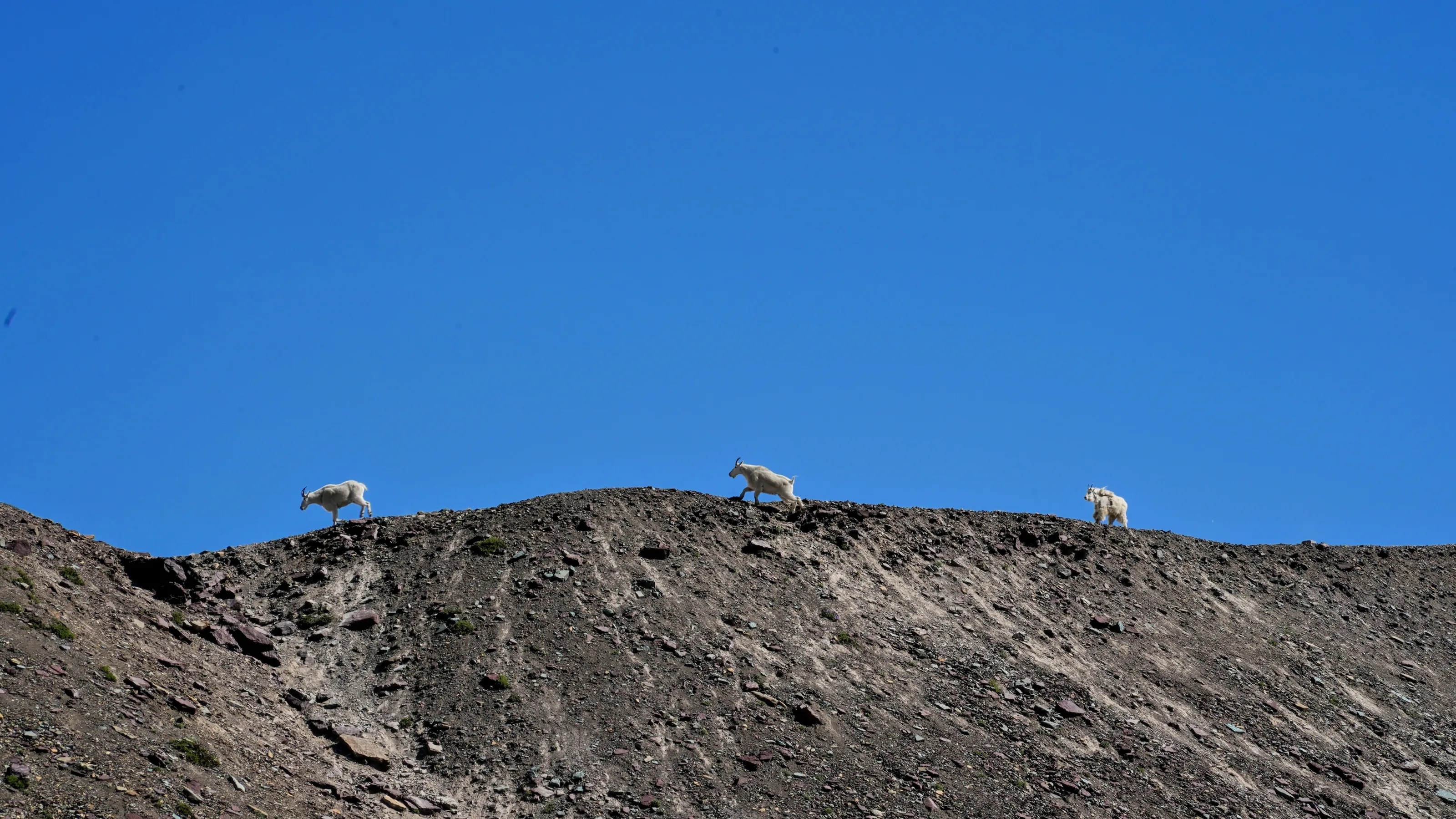 Wildlife Minimalism
