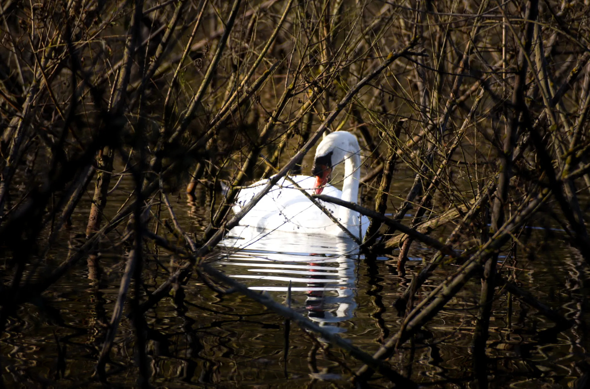 Swan Lake