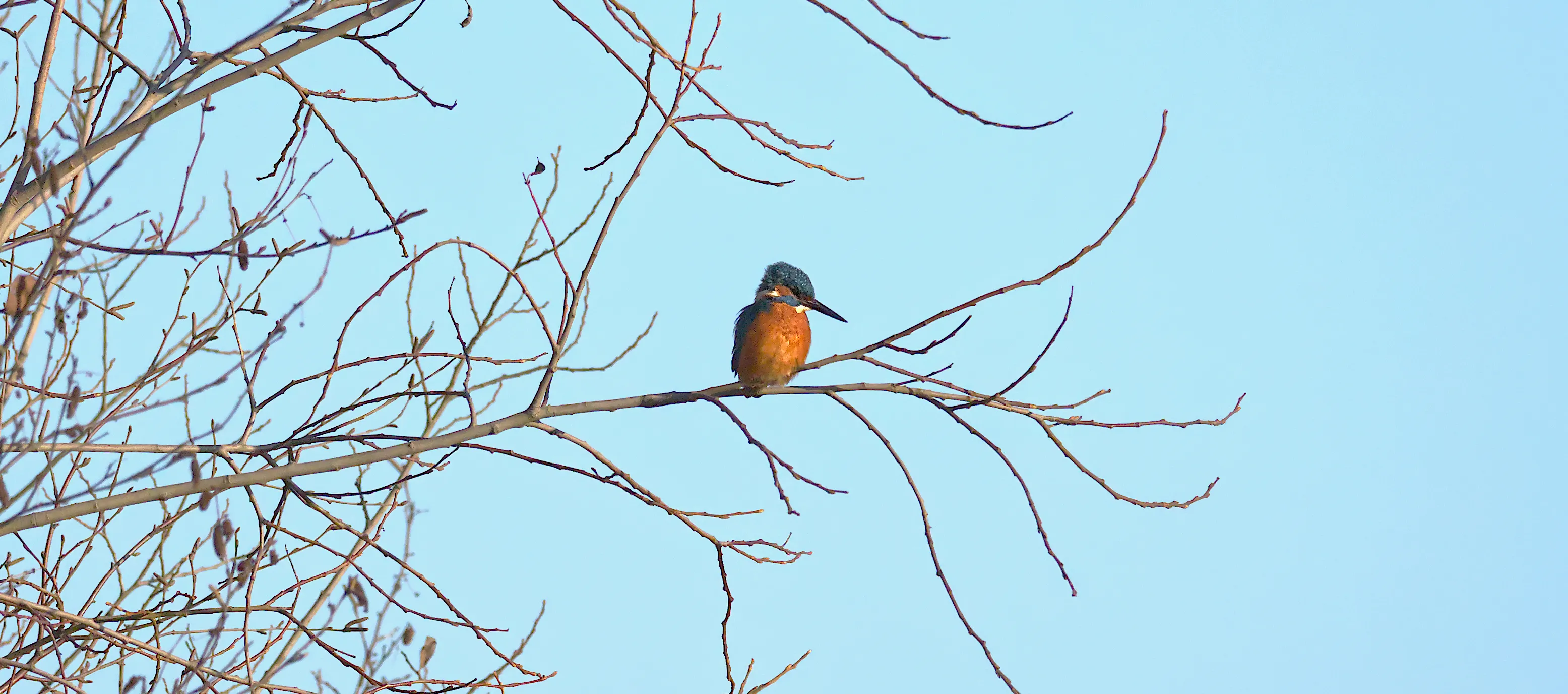 Kingfishers