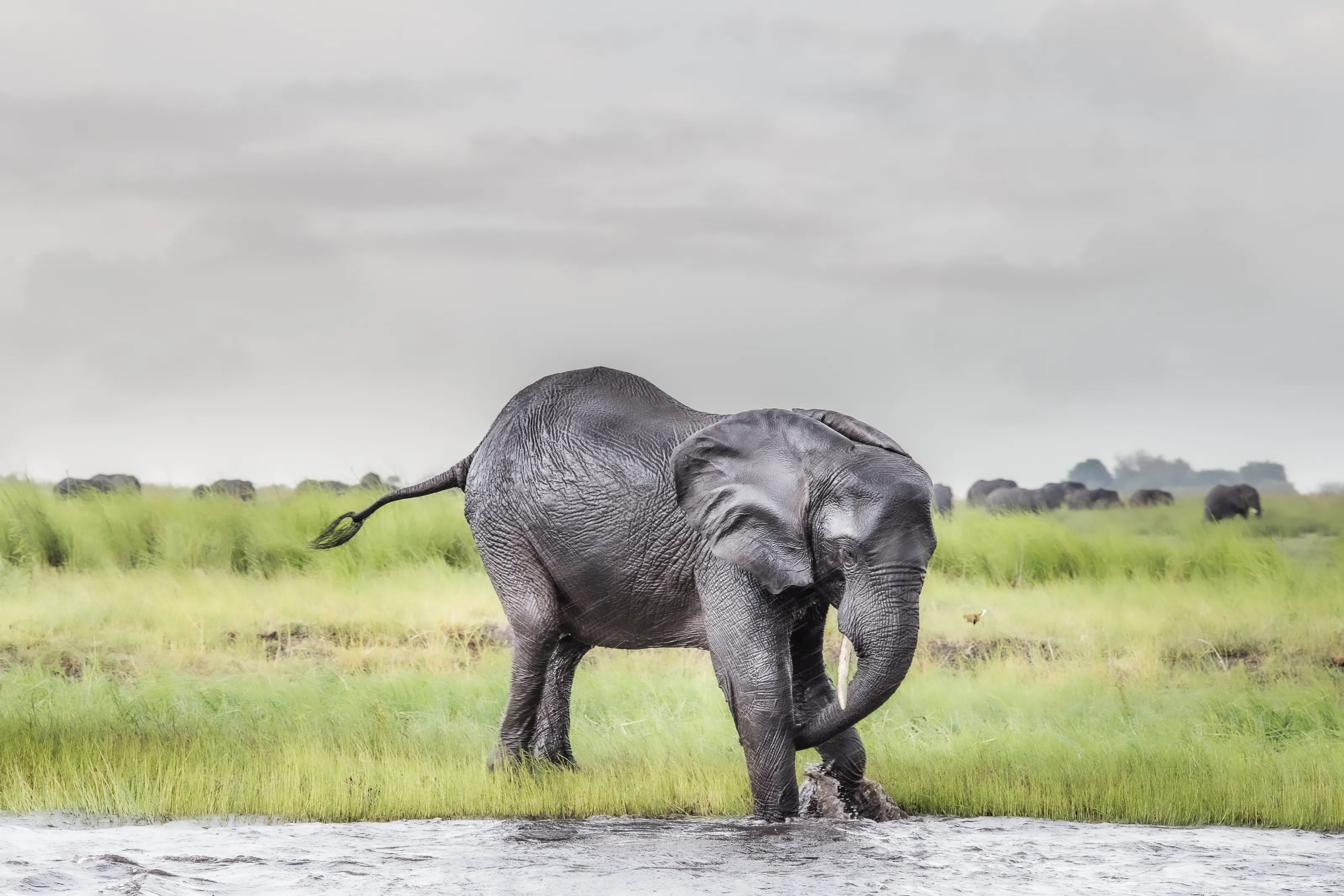 Playing in Rain