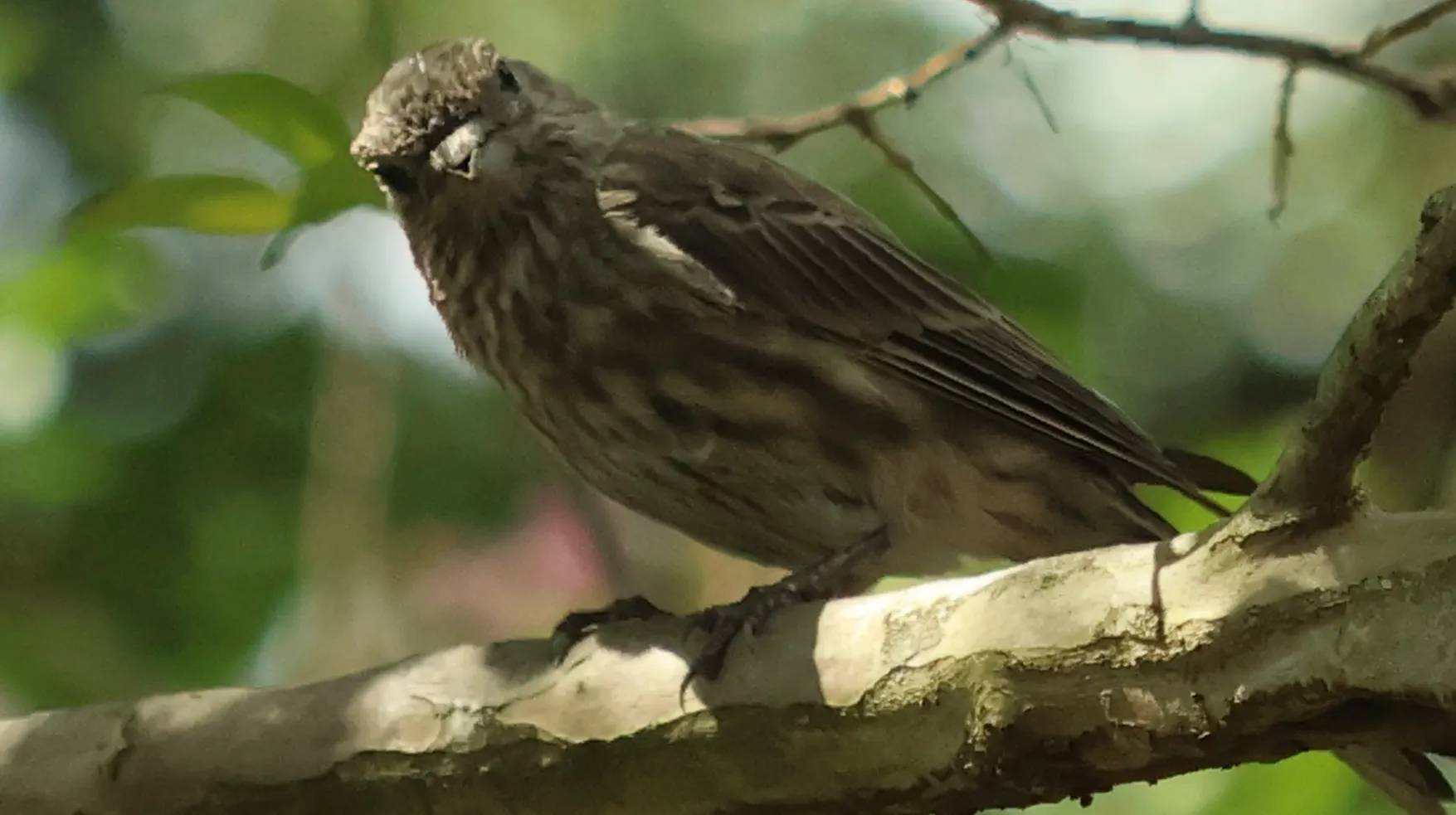 House Finch